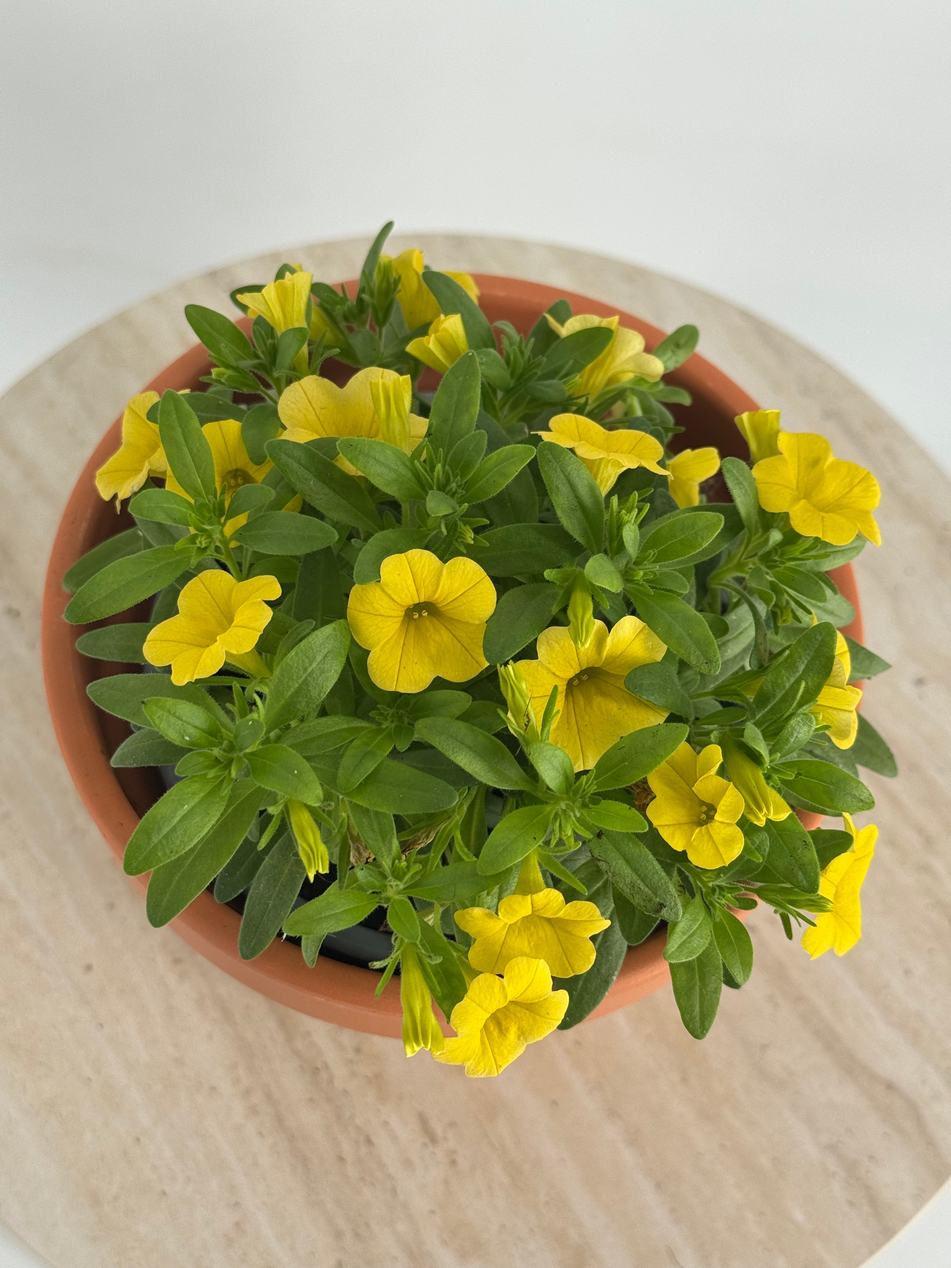 CALIBRACHOA M13