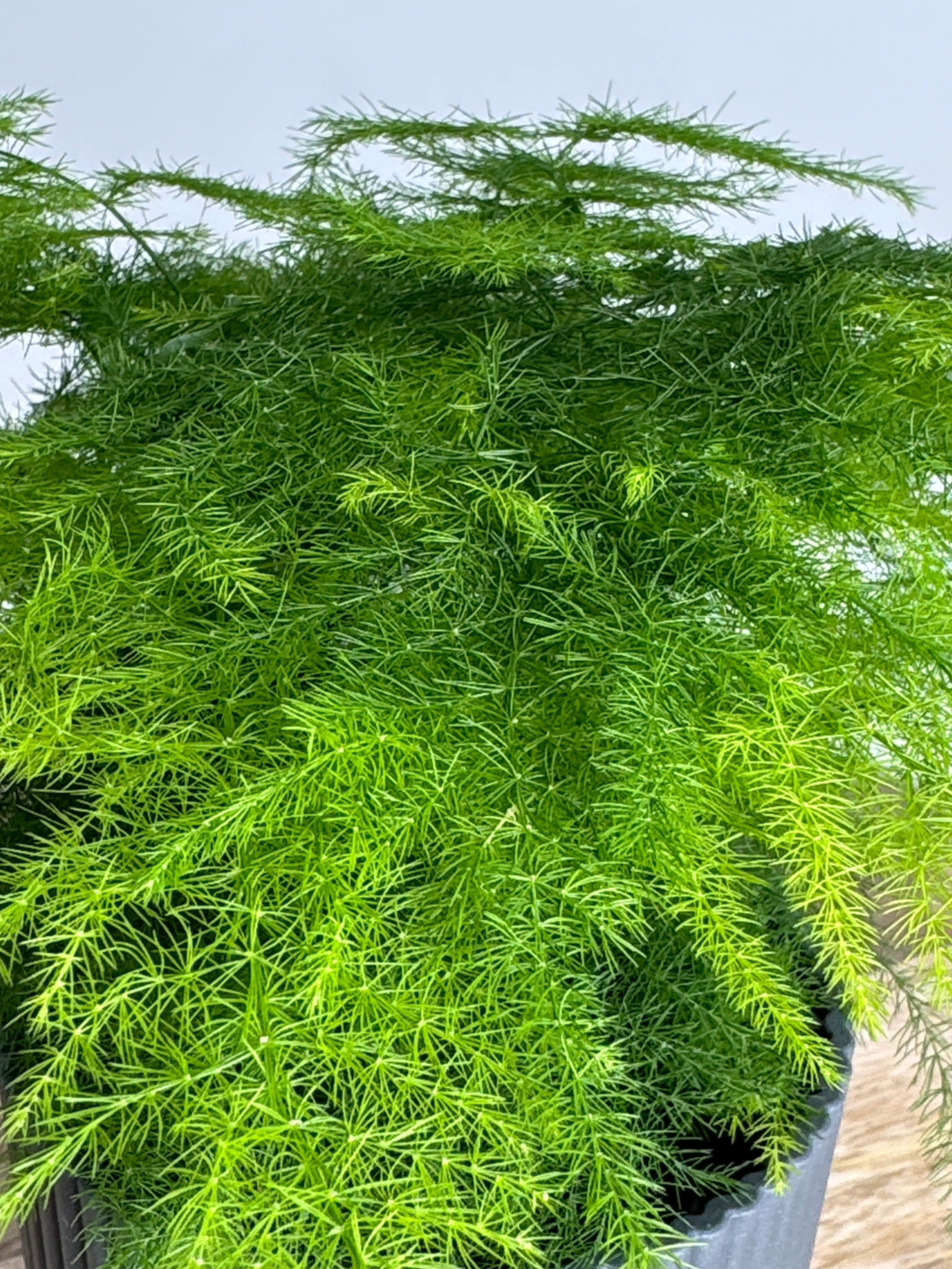 ASPARAGUS SETACEUS PLUMOSUS M7