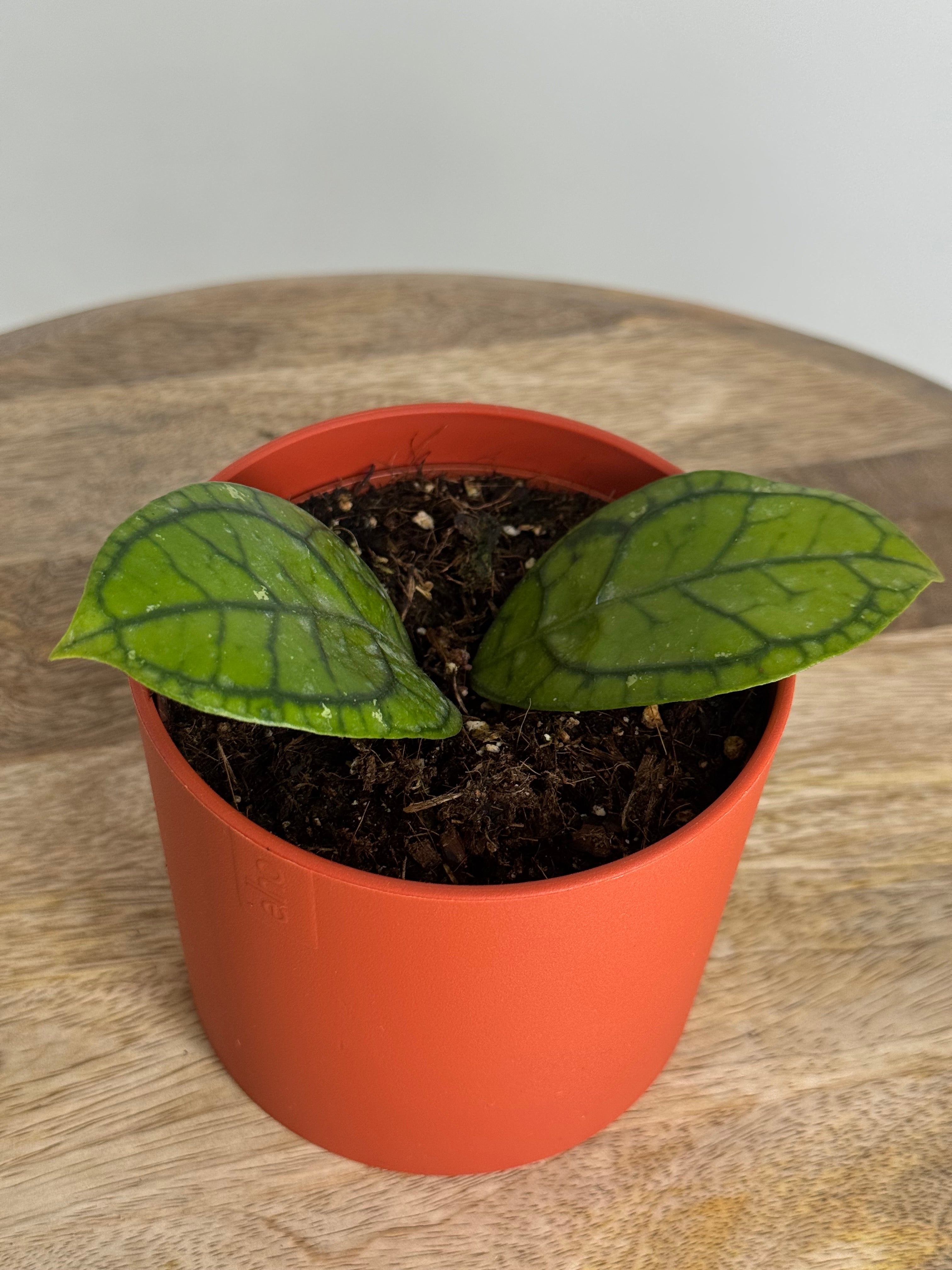 HOYA RANAUENSIS M10,5