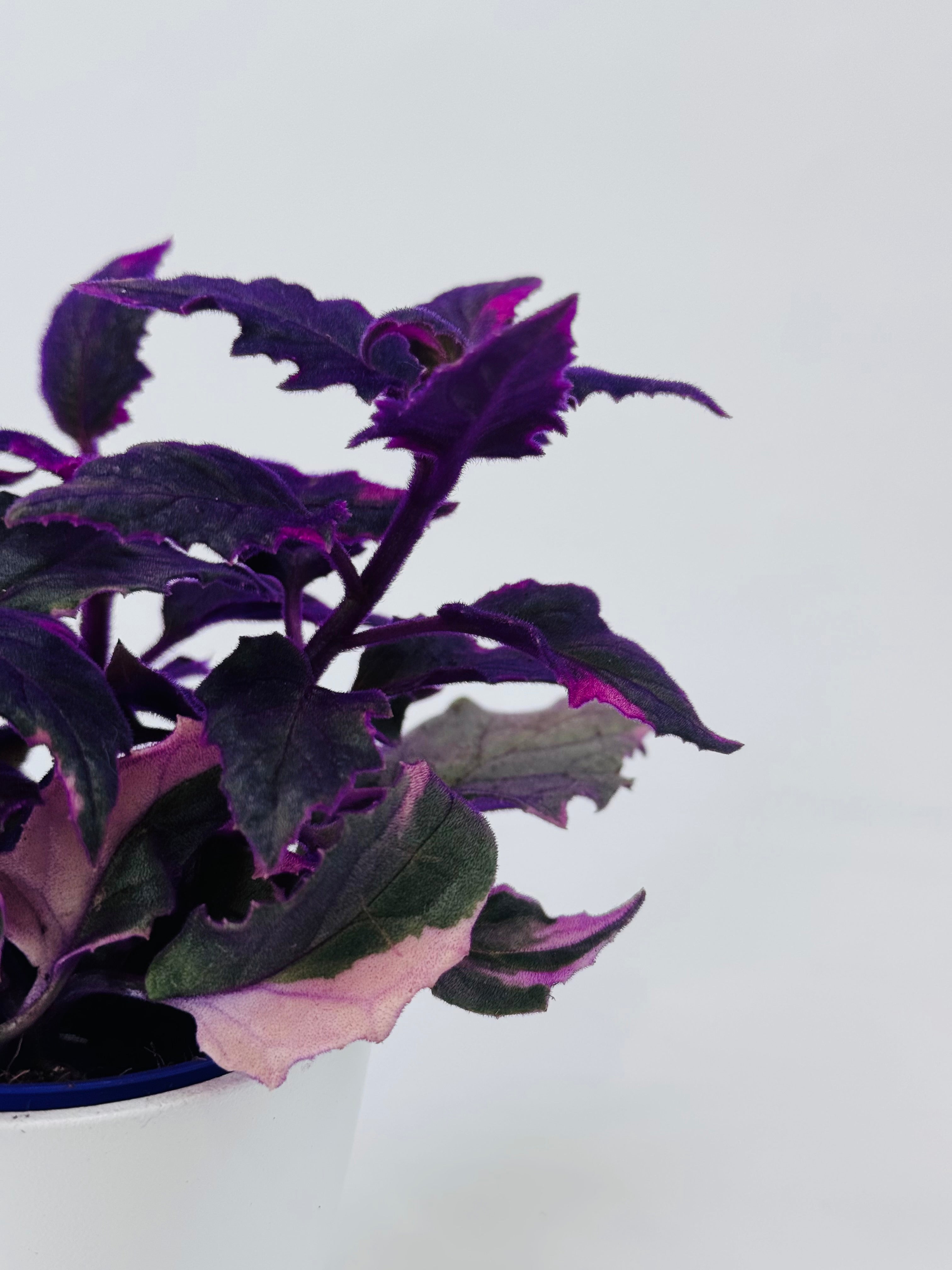 GYNURA VARIEGATA M7