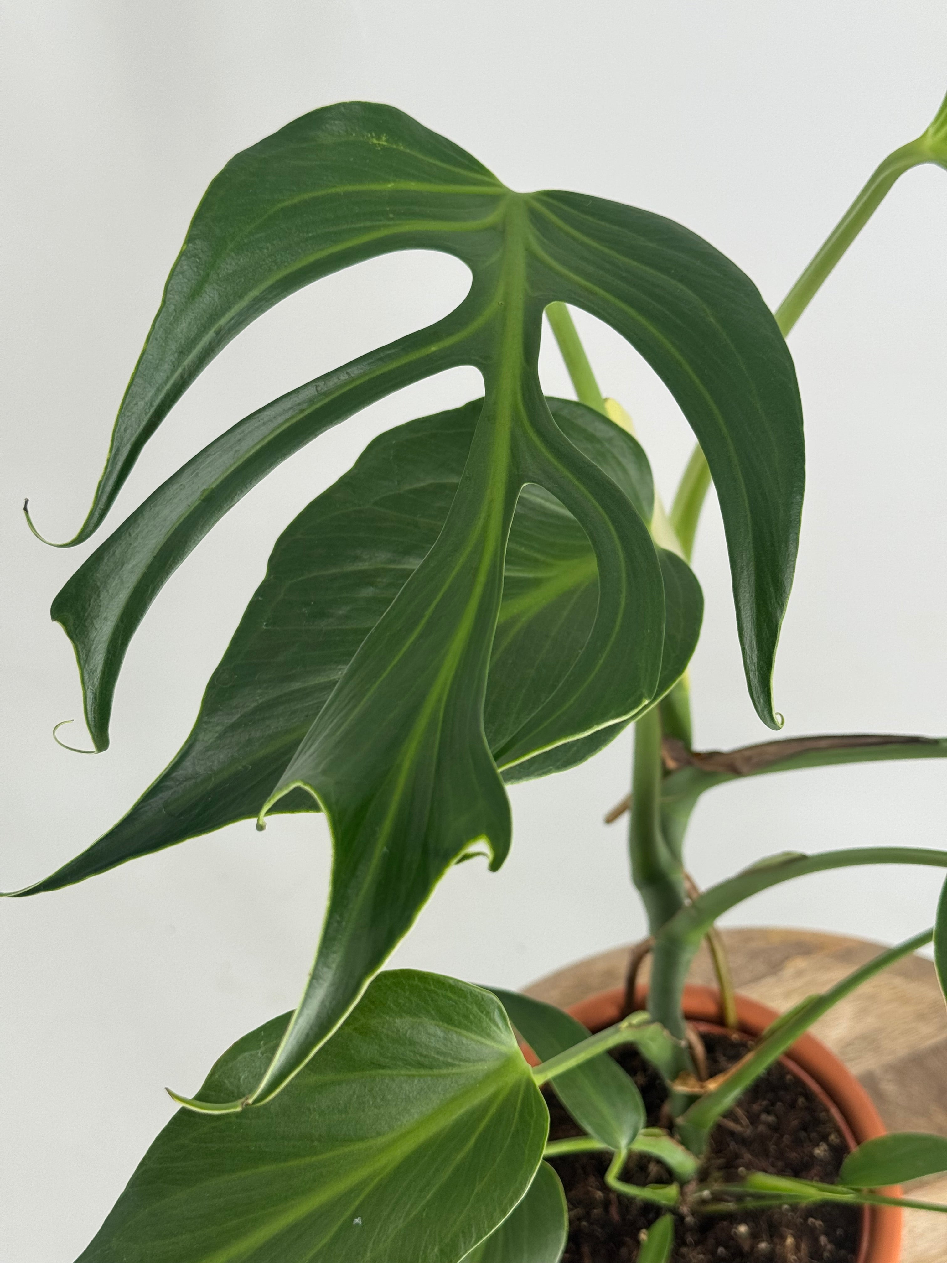 MONSTERA BURLE MARX M15