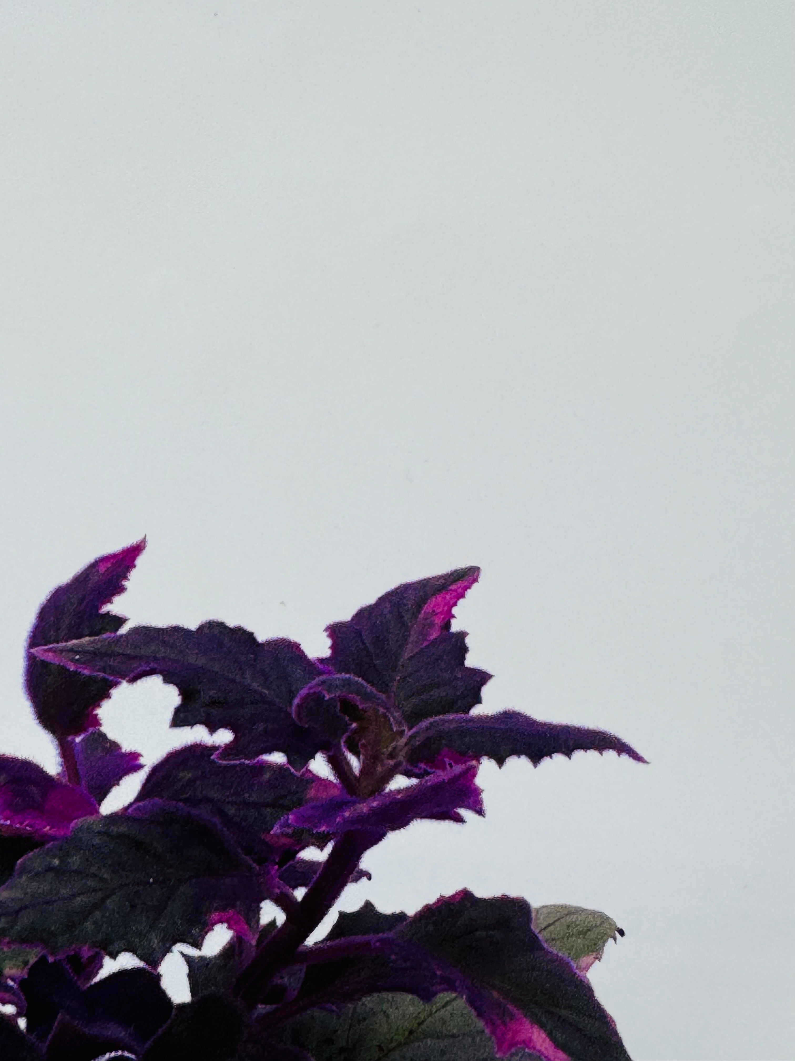 GYNURA VARIEGATA M7