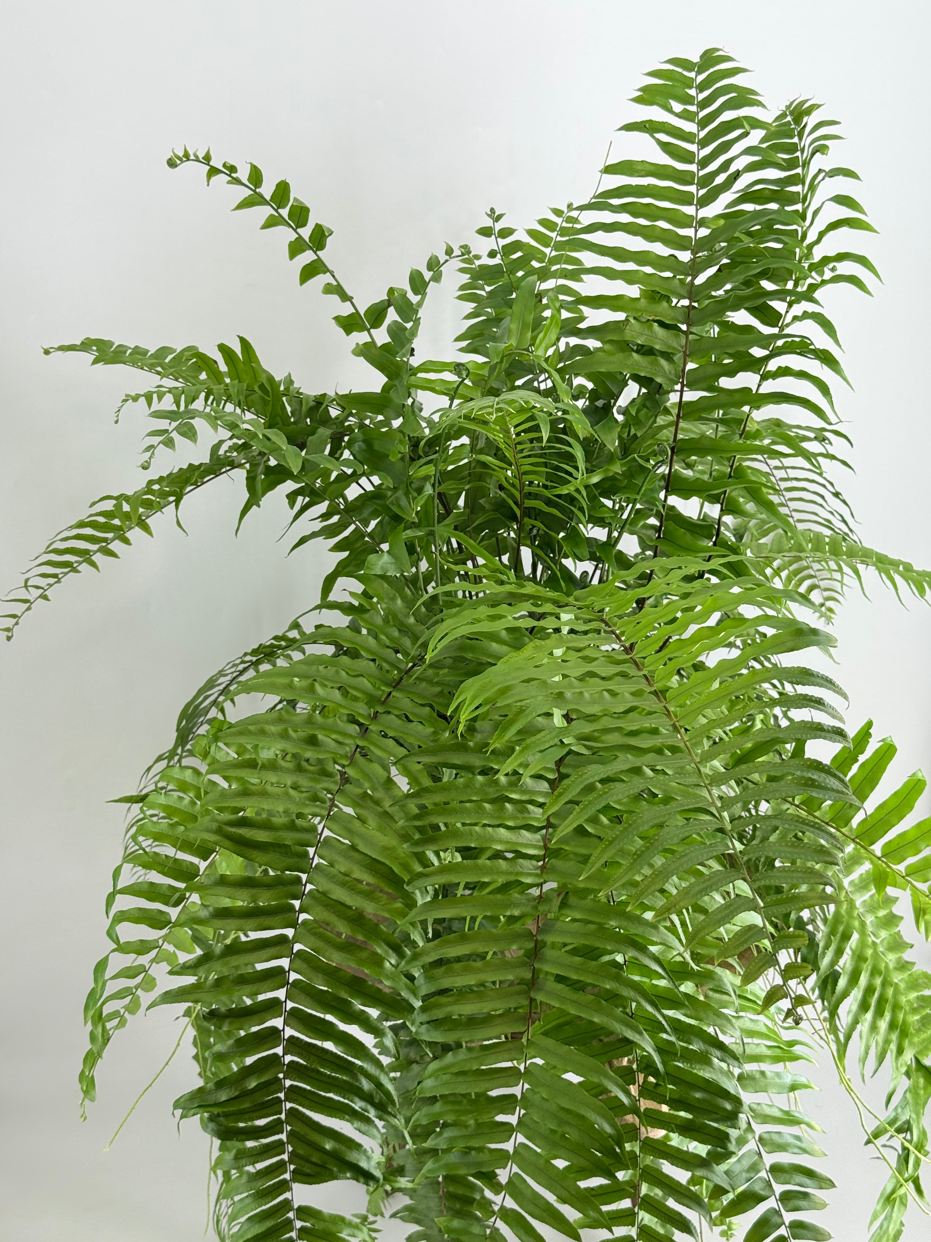 PLANTA  VARIADA COLGAR MAQUI