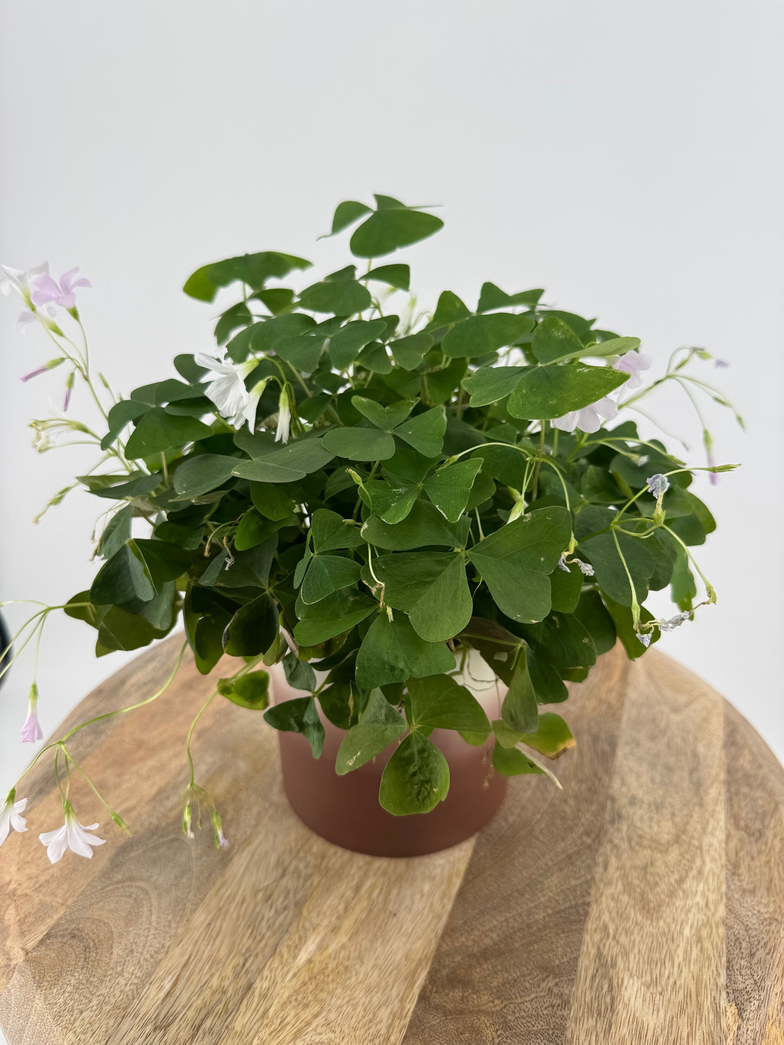 OXALIS IKIGAI PAPILIONACEA M12