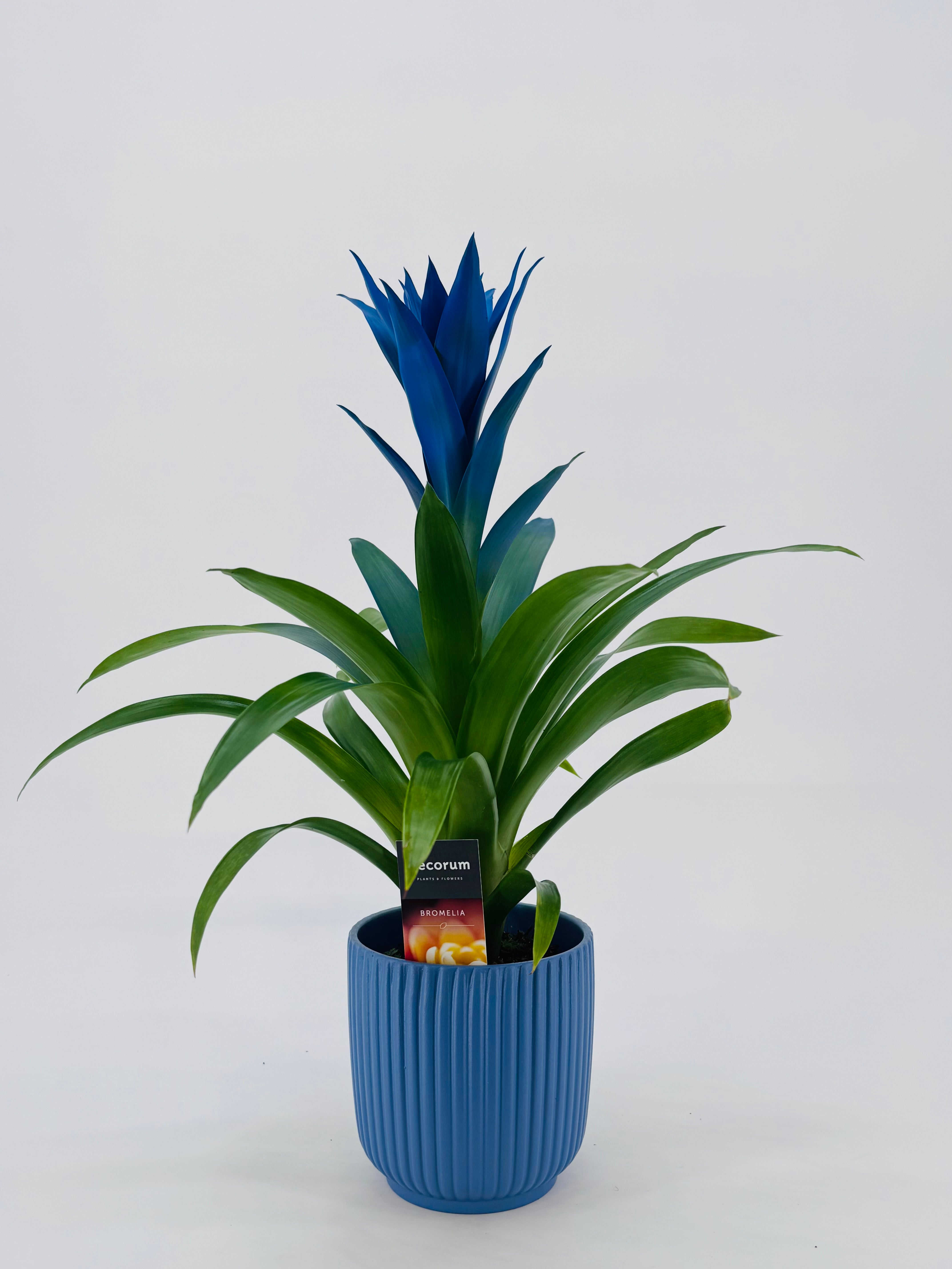GUZMANIA HYBRID OCEAN BLUE M13