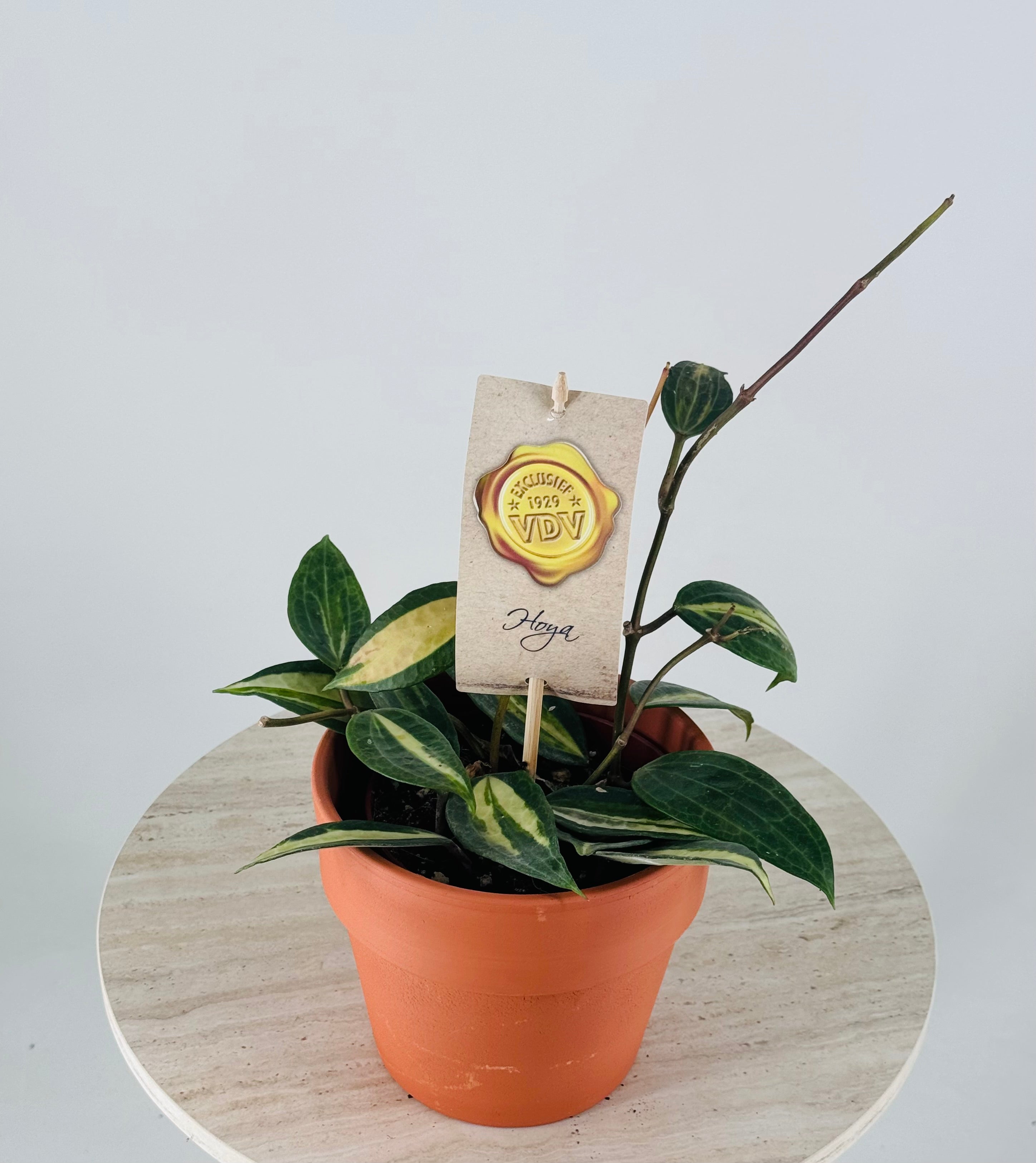 HOYA OF GOLD M12