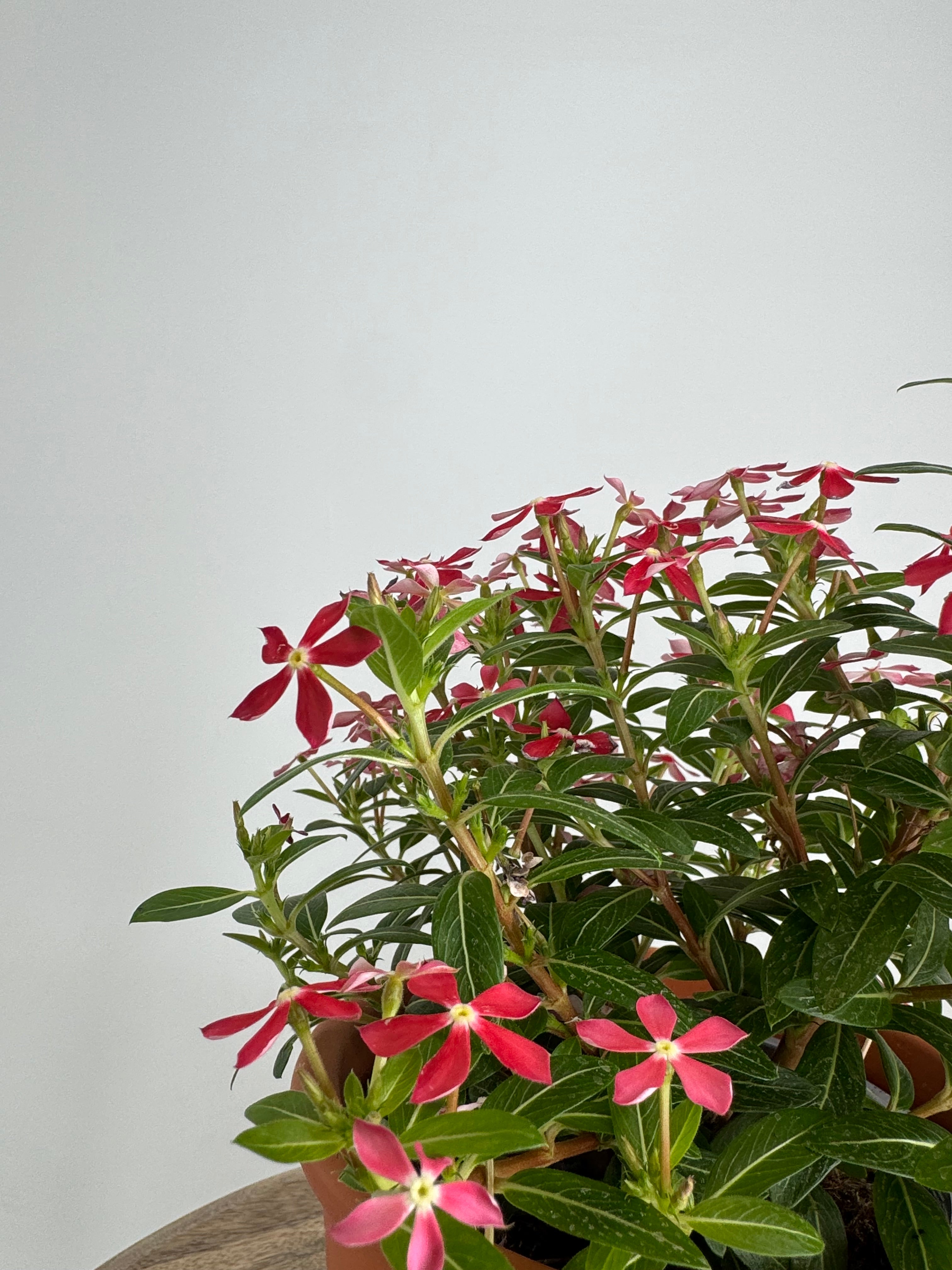 CATHARANTHUS SOIREE M14