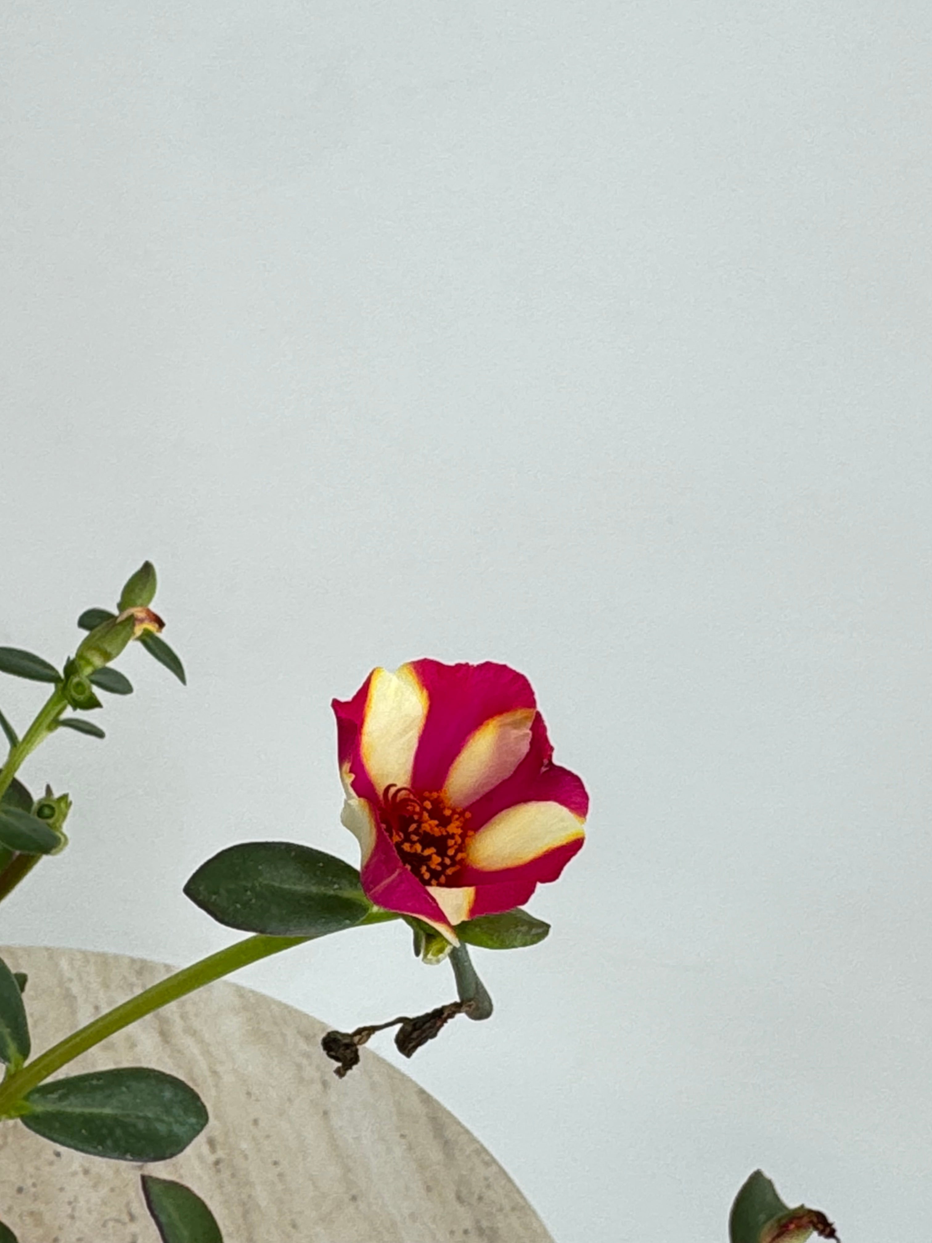 PORTULACA GRANDIFLORA M13
