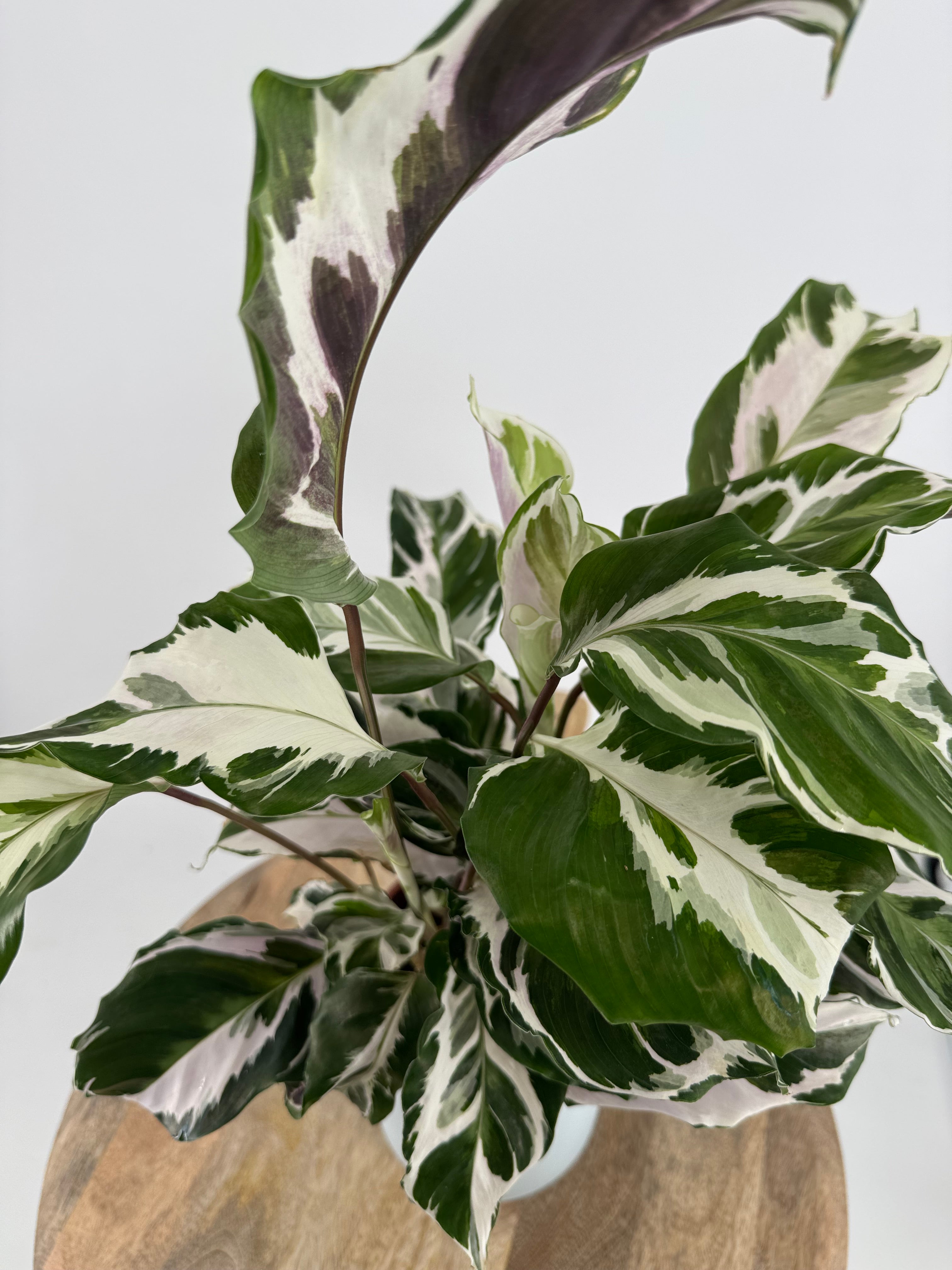 CALATHEA FUSION WHITE M14
