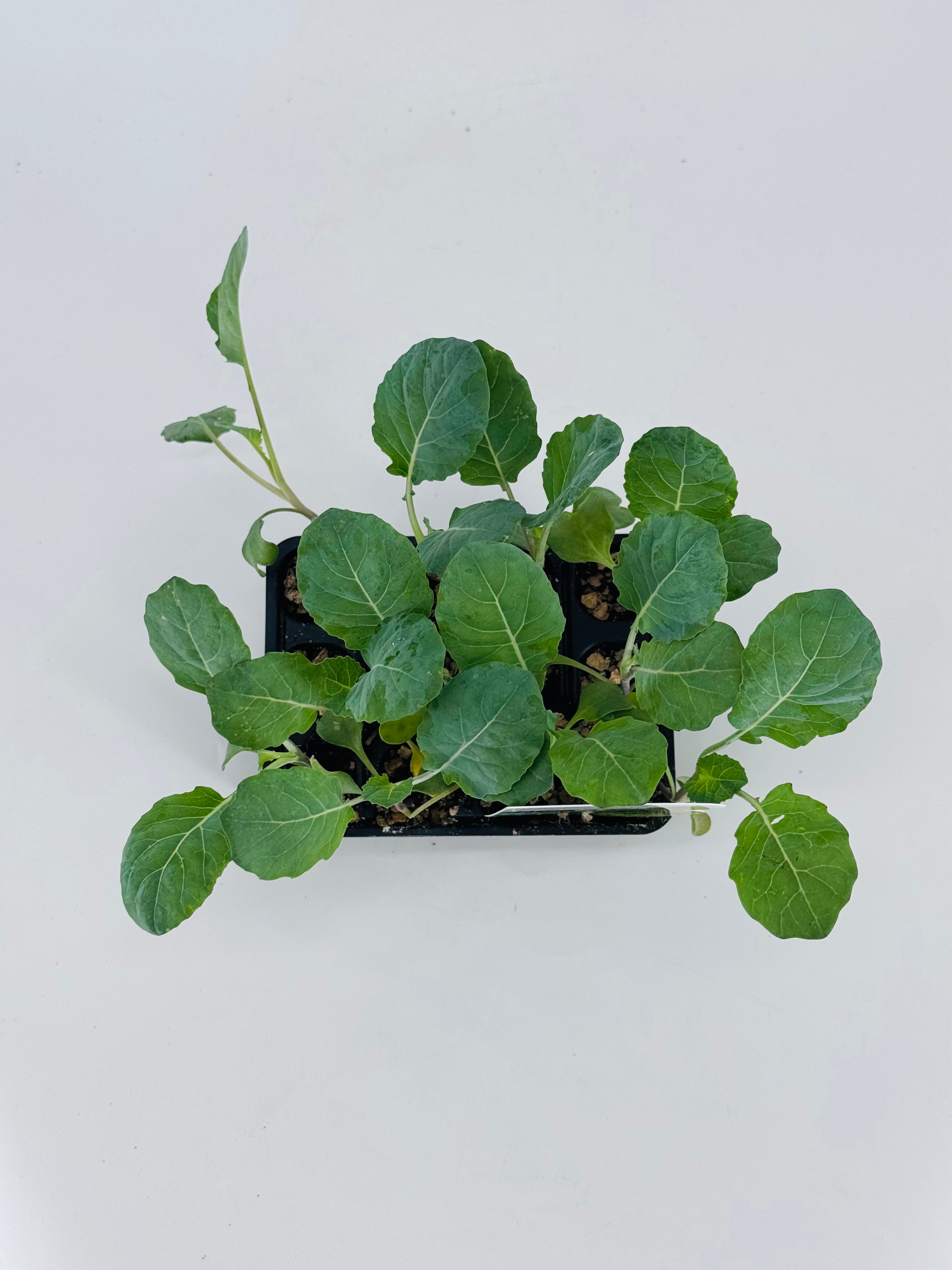 Pack de 12 plantas jóvenes de coliflor romanesco verde en bandeja negra, listas para trasplantar.
