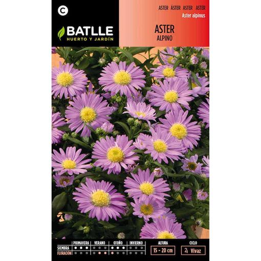 ASTER ALPINO