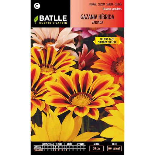 GAZANIA HIBRIDA VARIADA
