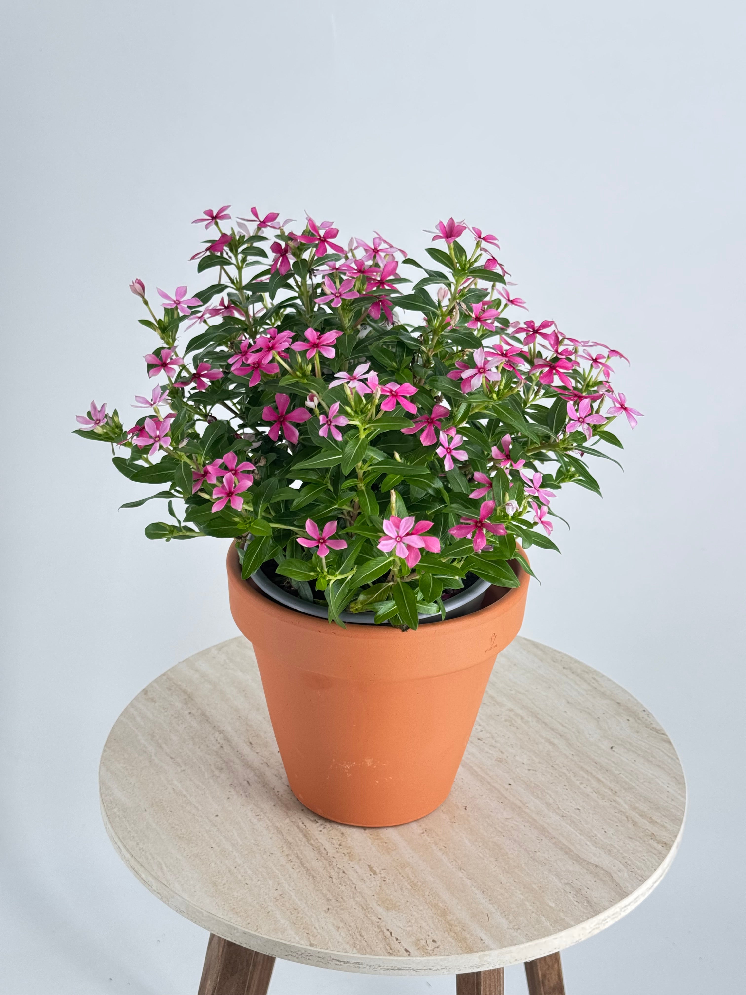 CATHARANTHUS SOIREE M14