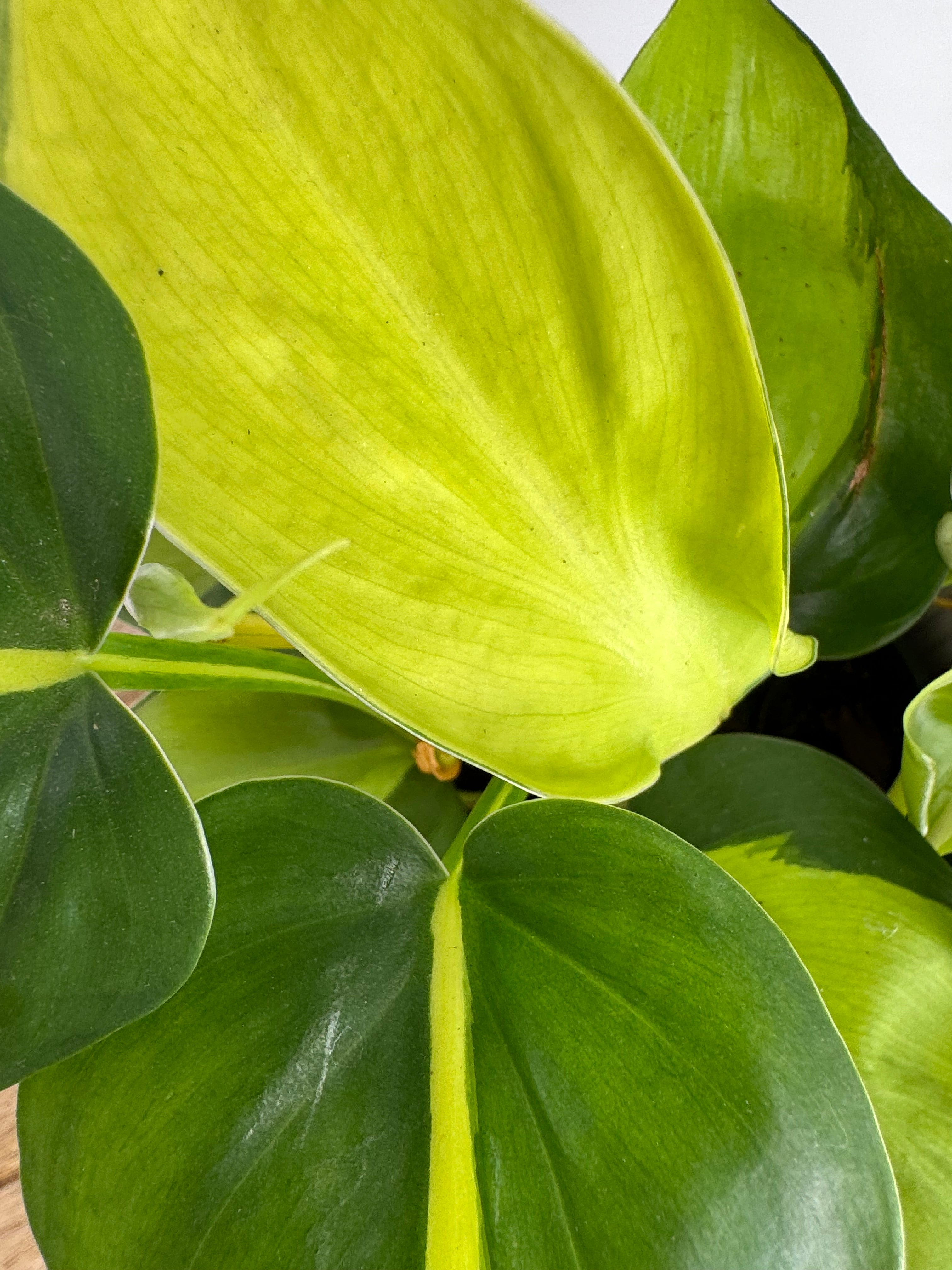 PHILODENDRON SCANDENS M12