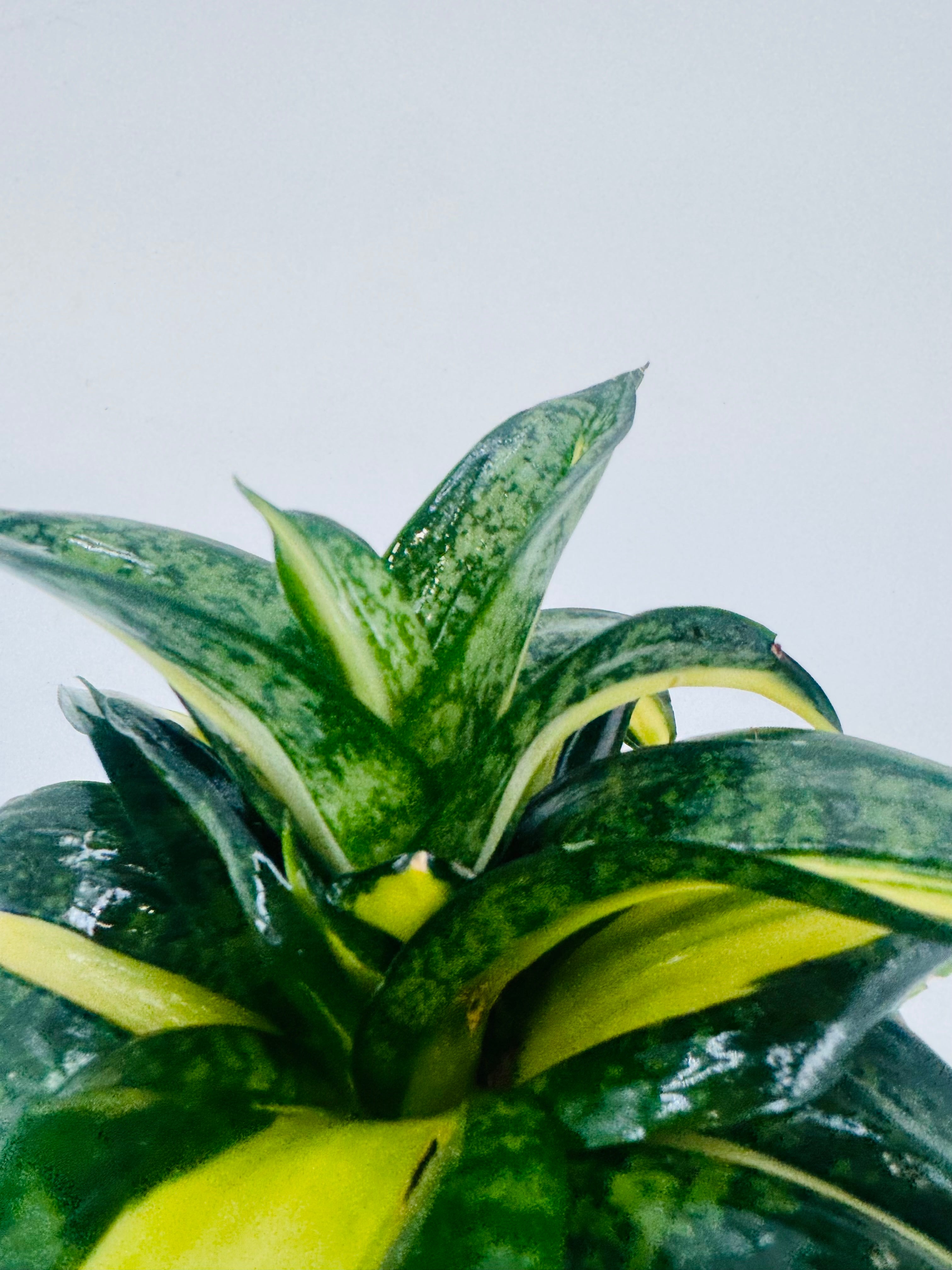 SANSEVIERIA TRIF SPIRAL STAR M9