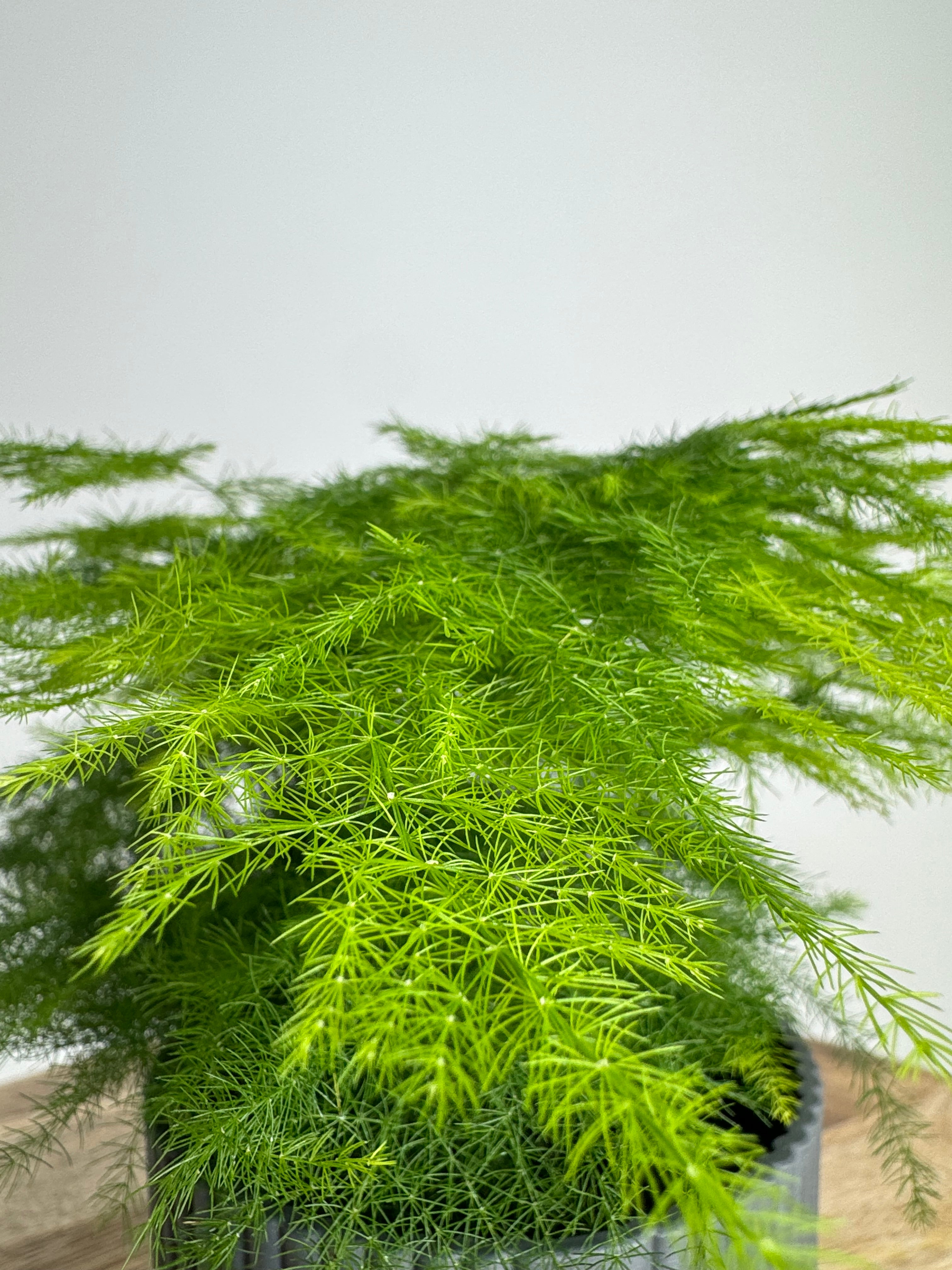 ASPARAGUS SETACEUS PLUMOSUS M7