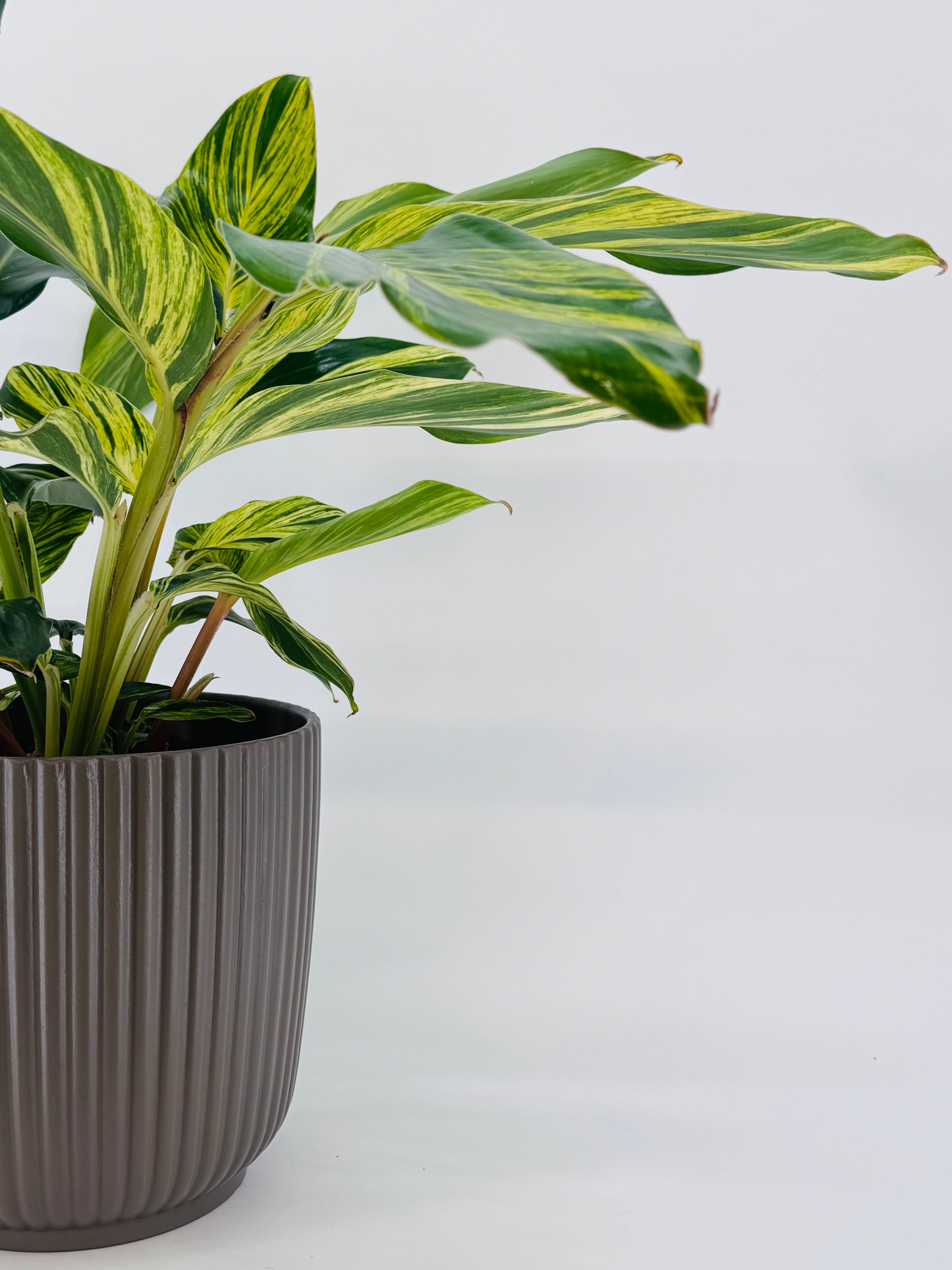 ALPINIA ZERUMBET VARIEGATA M21