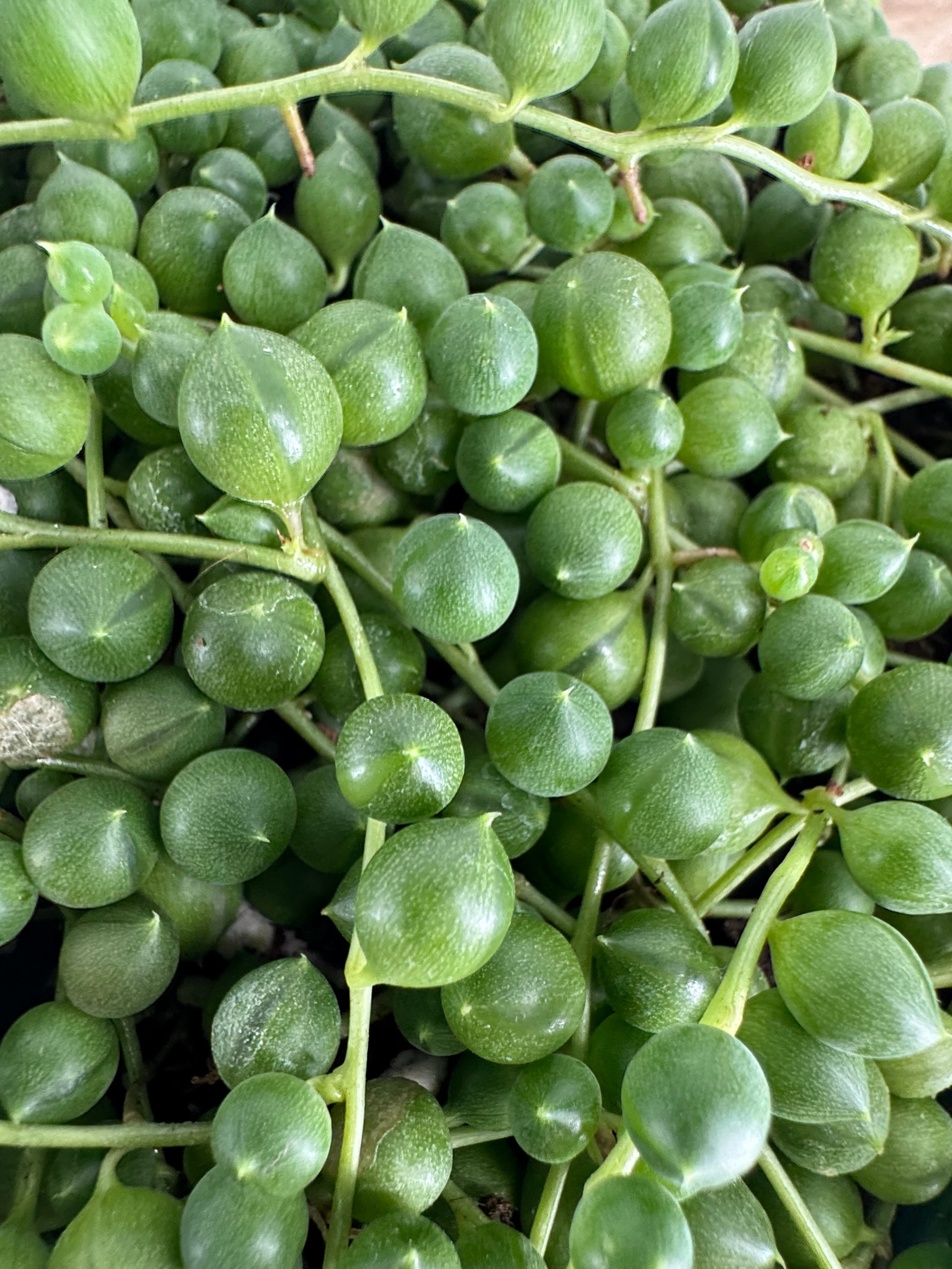 SENECIO ROWLEYANUS M14