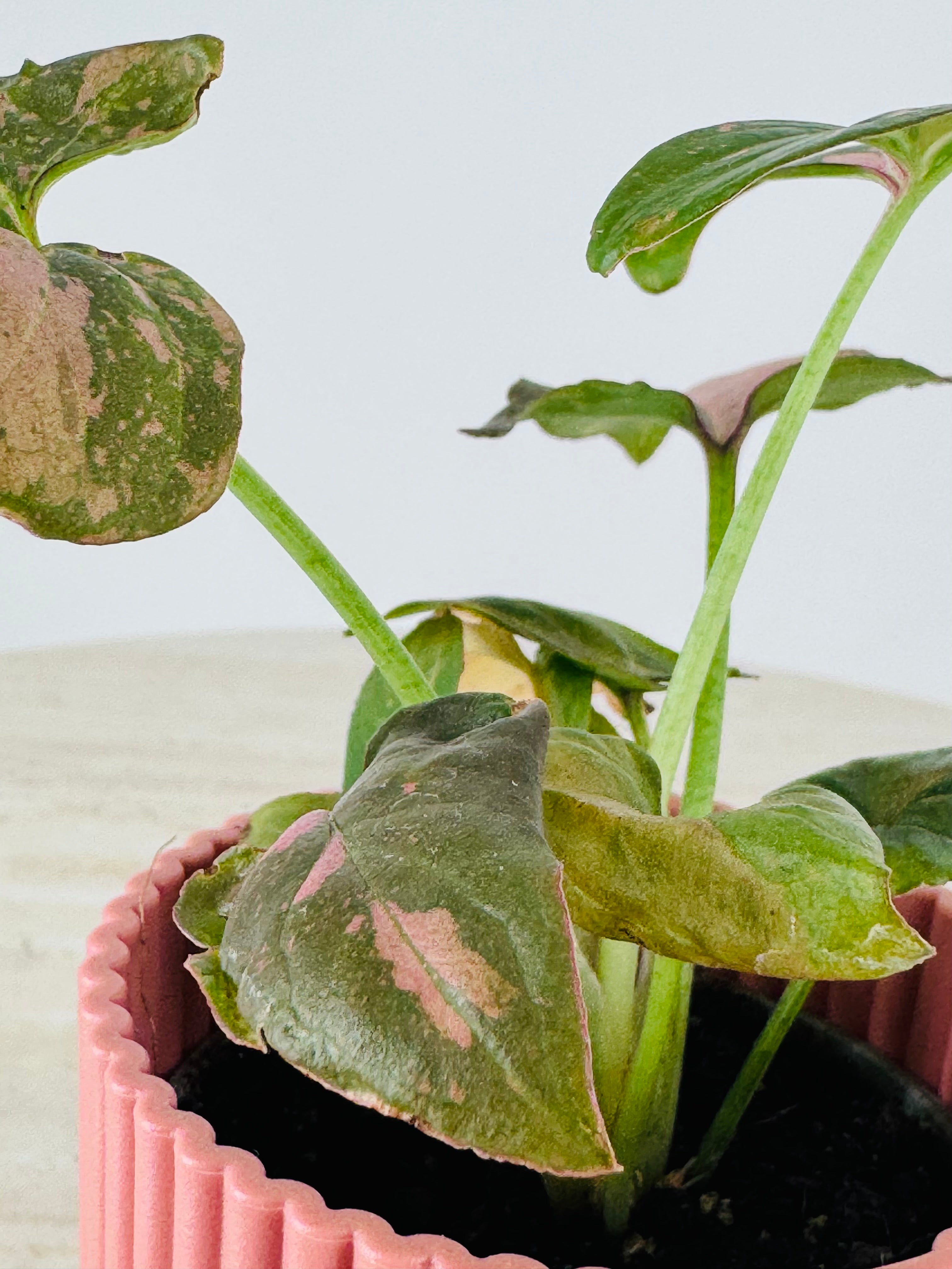 SYNGONIUM PINK SPLASH M6