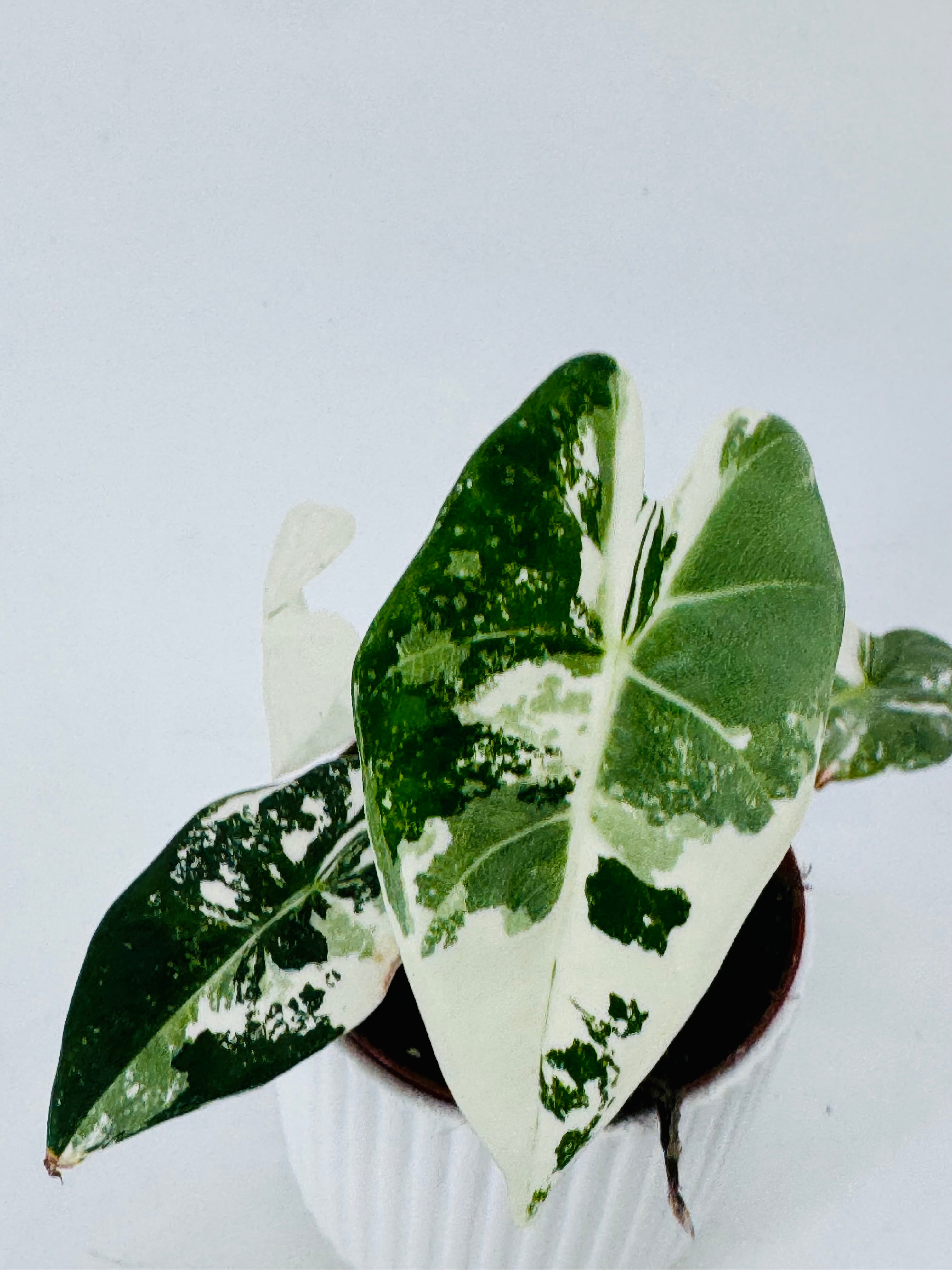 ALOCASIA FRYDEK VARIEGATA M8