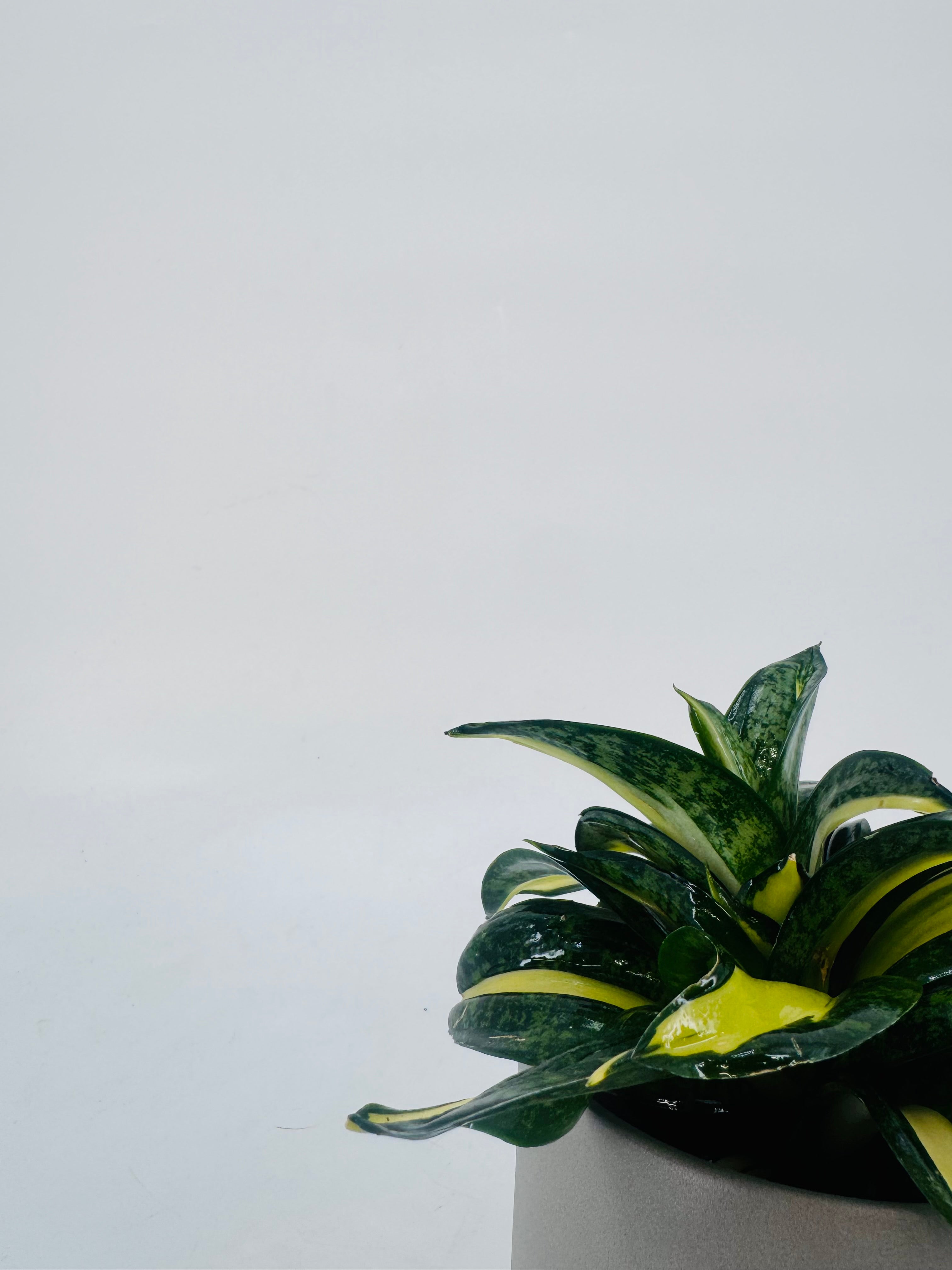 SANSEVIERIA TRIF SPIRAL STAR M9