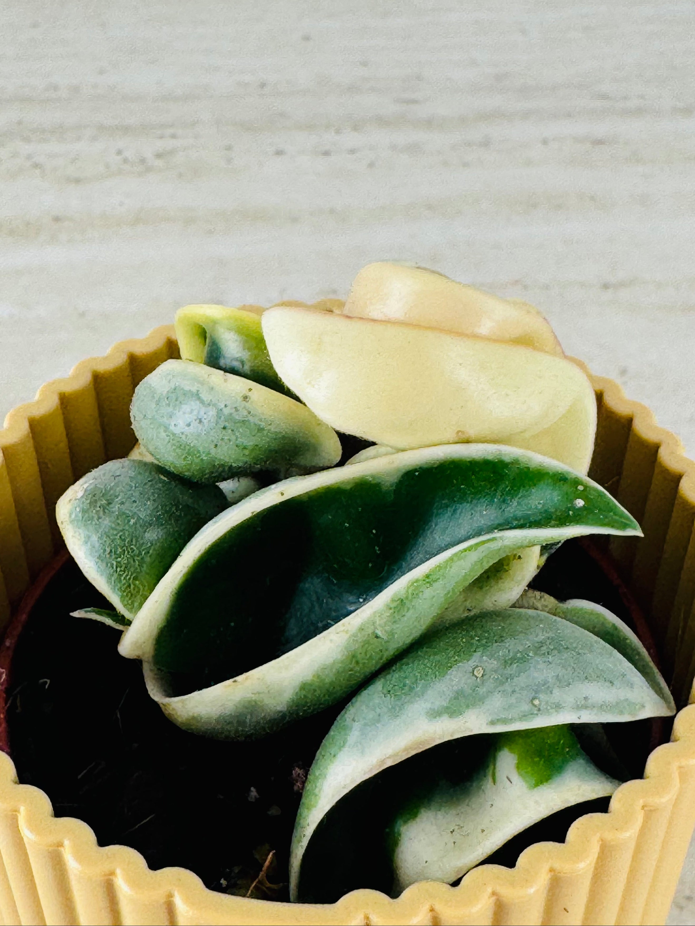HOYA COMPACTA GREEN/VARIEGATA M6