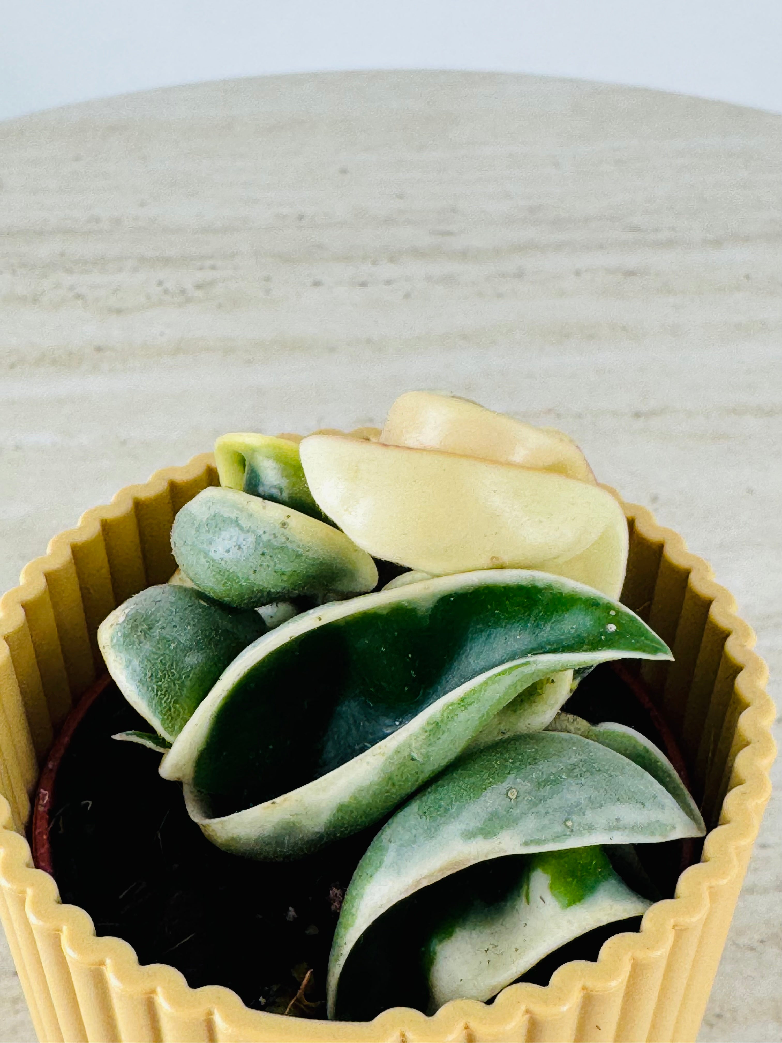 HOYA COMPACTA GREEN M6