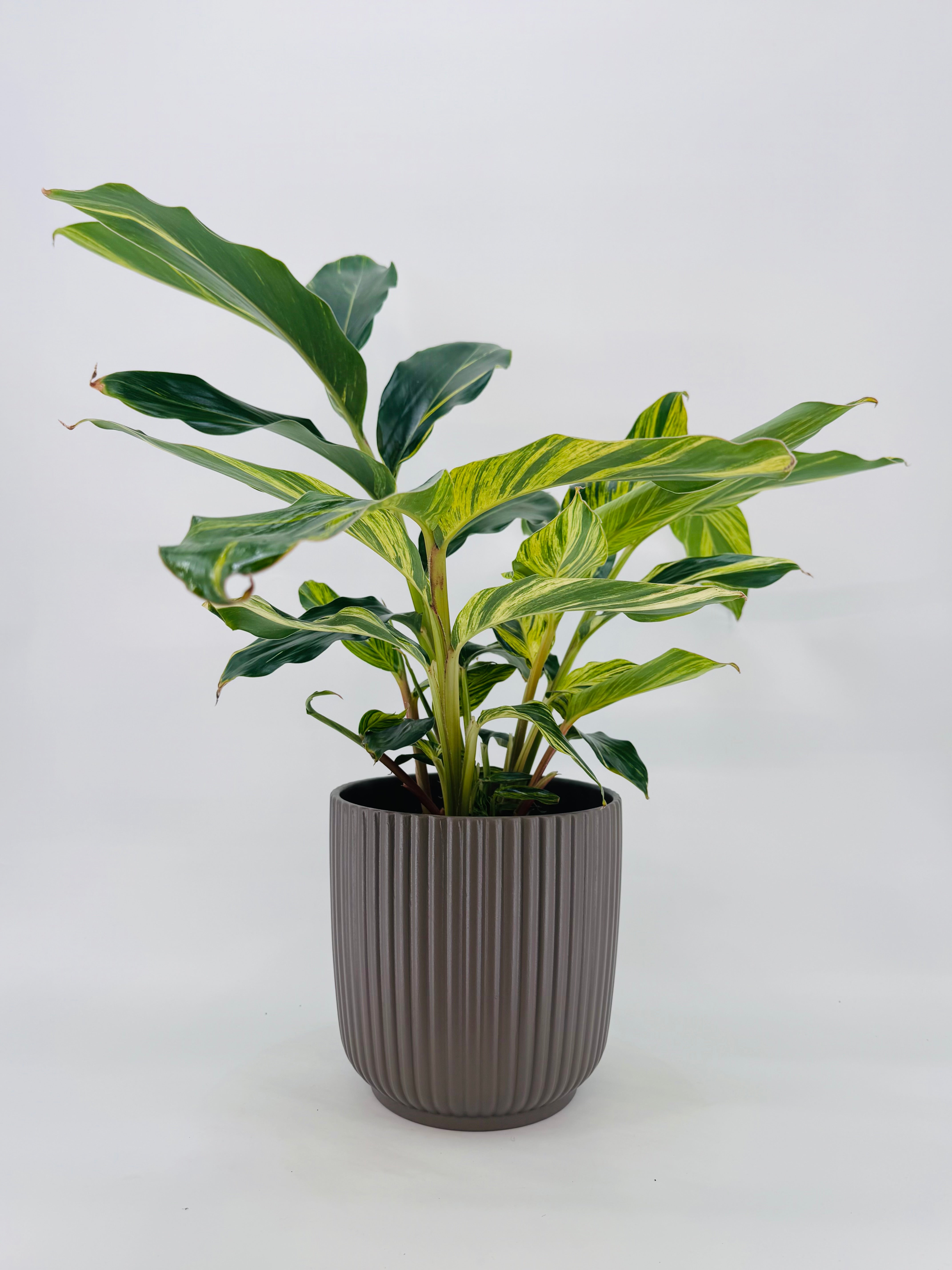 ALPINIA ZERUMBET VARIEGATA M21