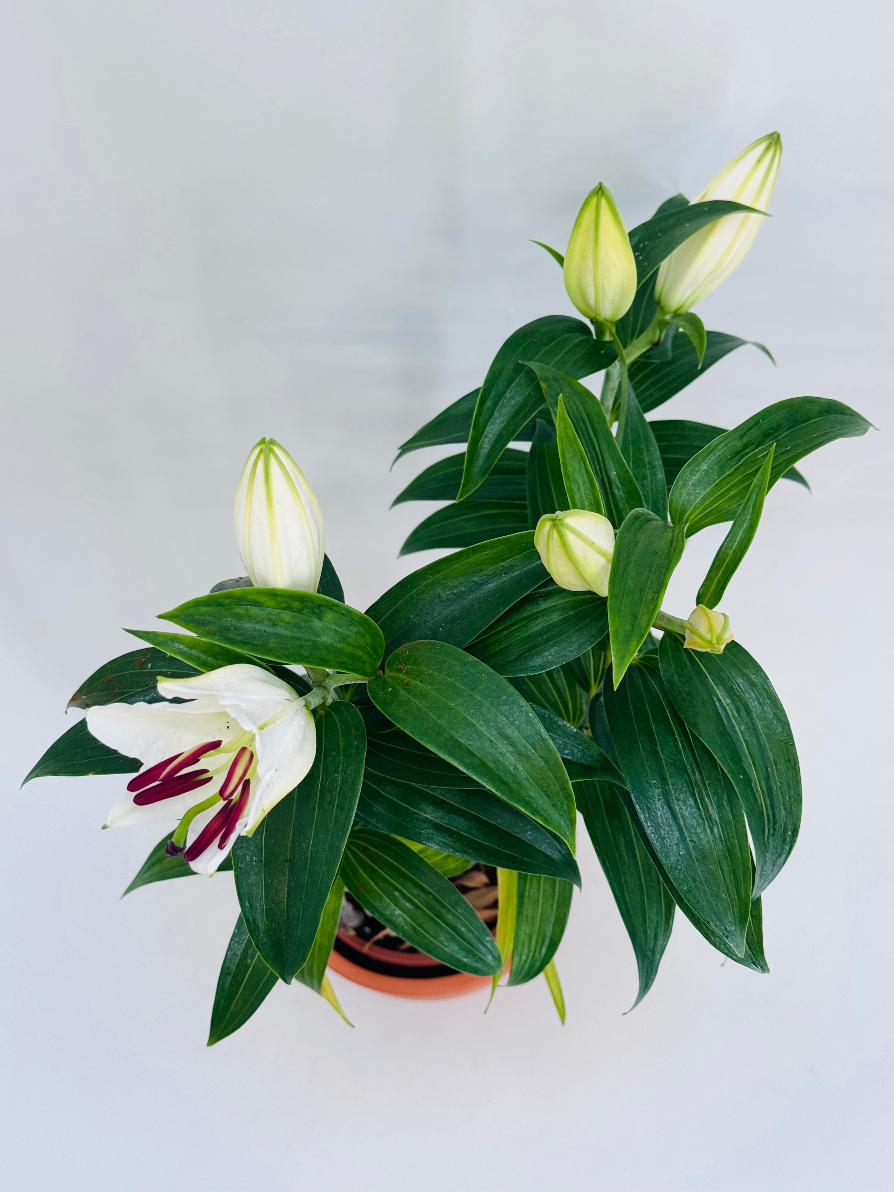 LILIUM SUNNY M13