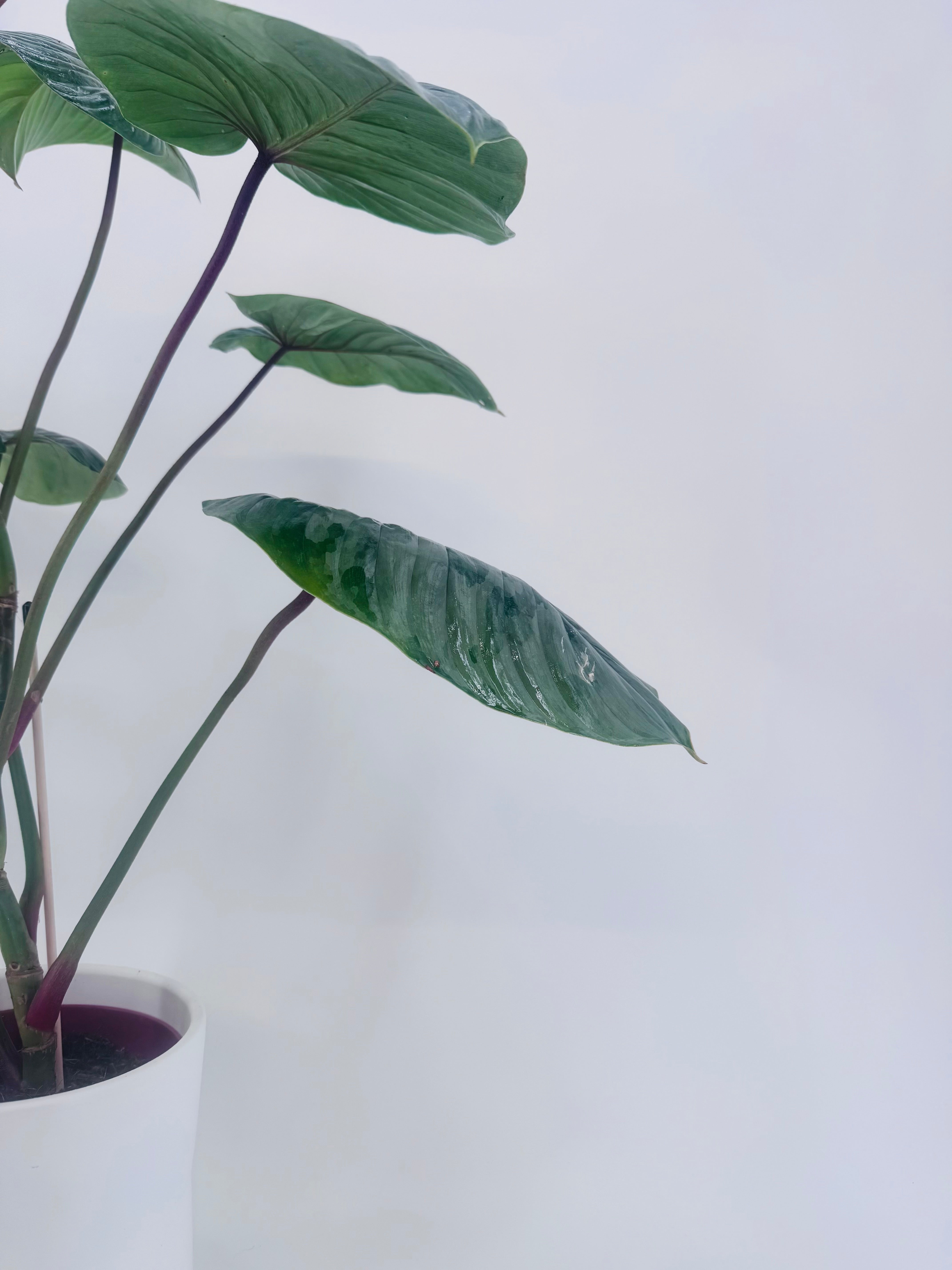 PHILODENDRON SODIROI M15