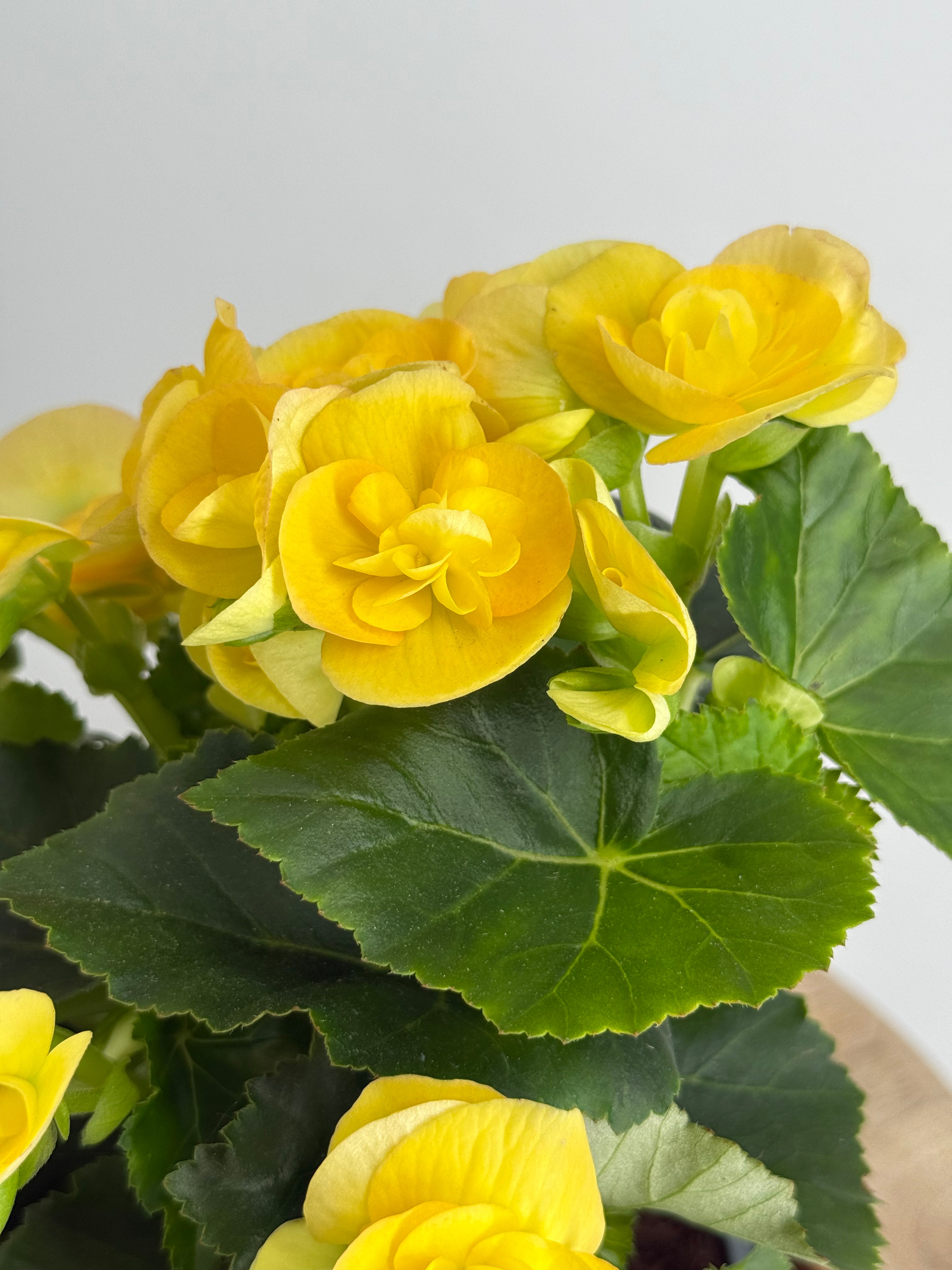 BEGONIA ELATIOR FM13