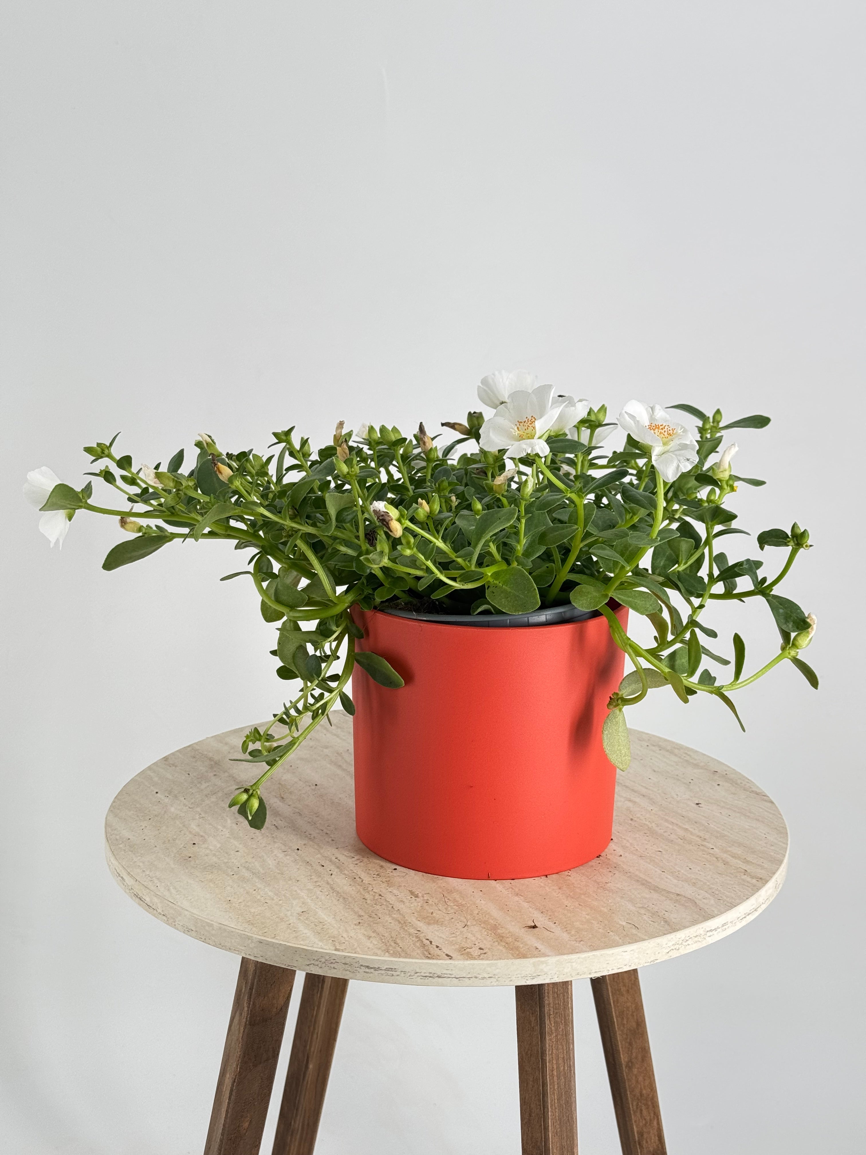 PORTULACA GRANDIFLORA M13