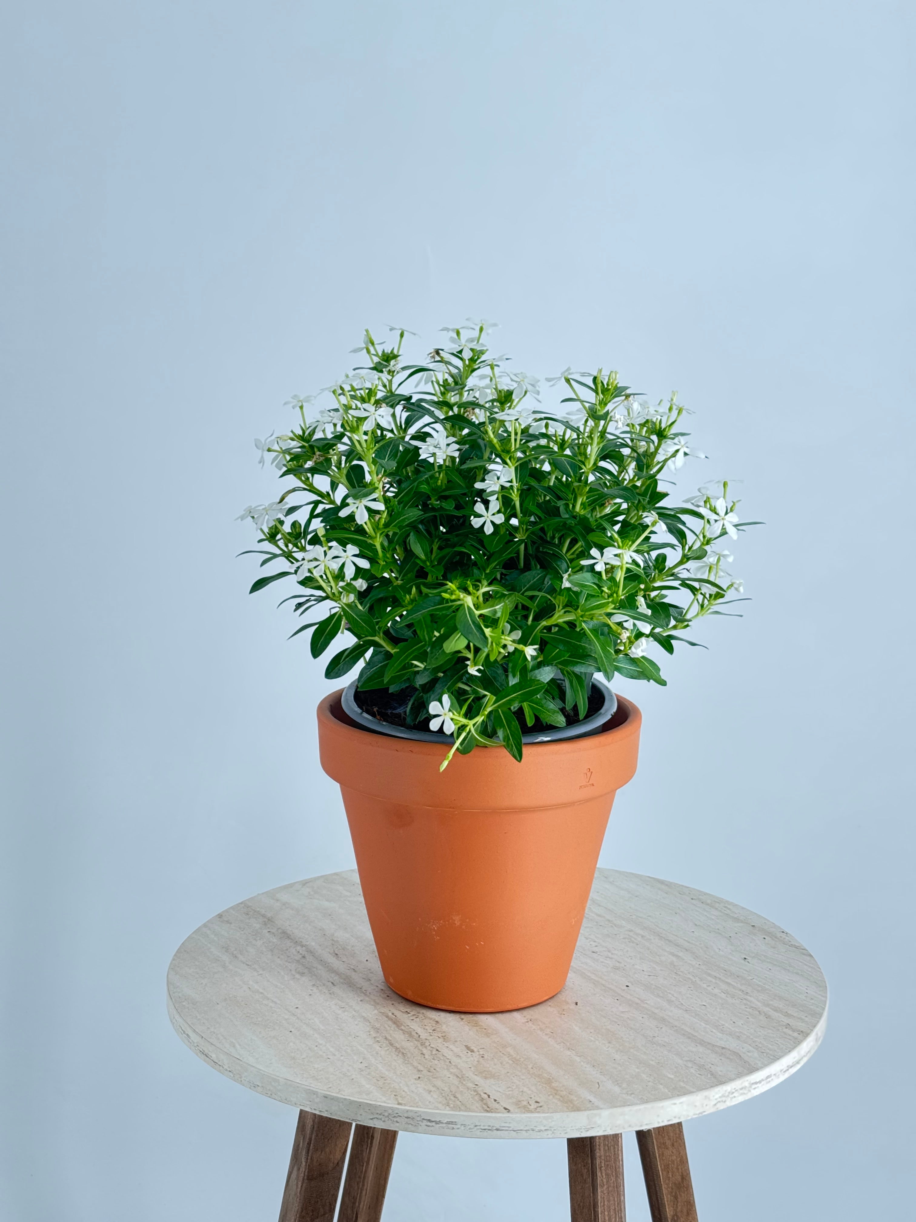 CATHARANTHUS SOIREE M14