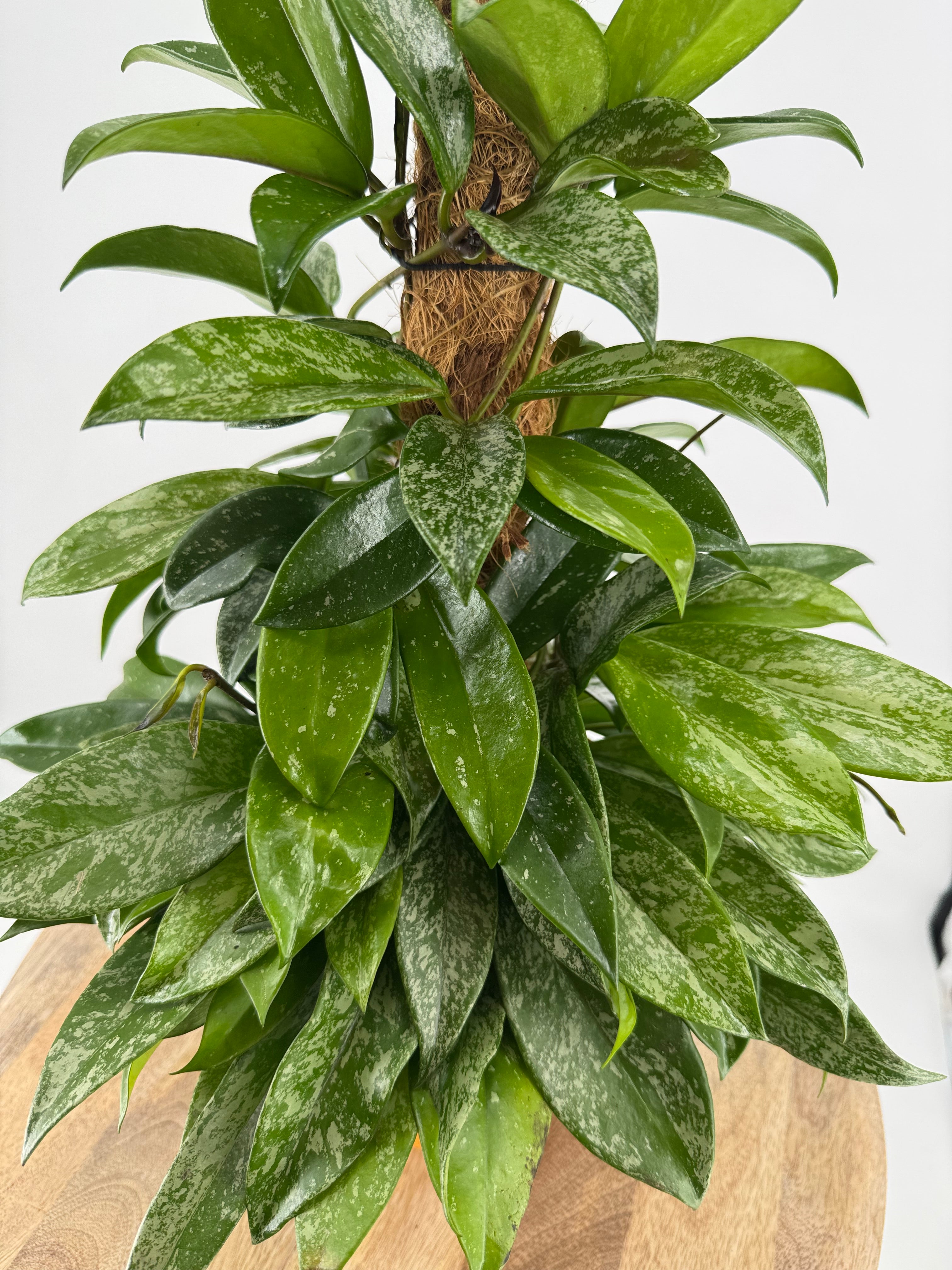 HOYA CARNOSA SILVERSPOTS M14