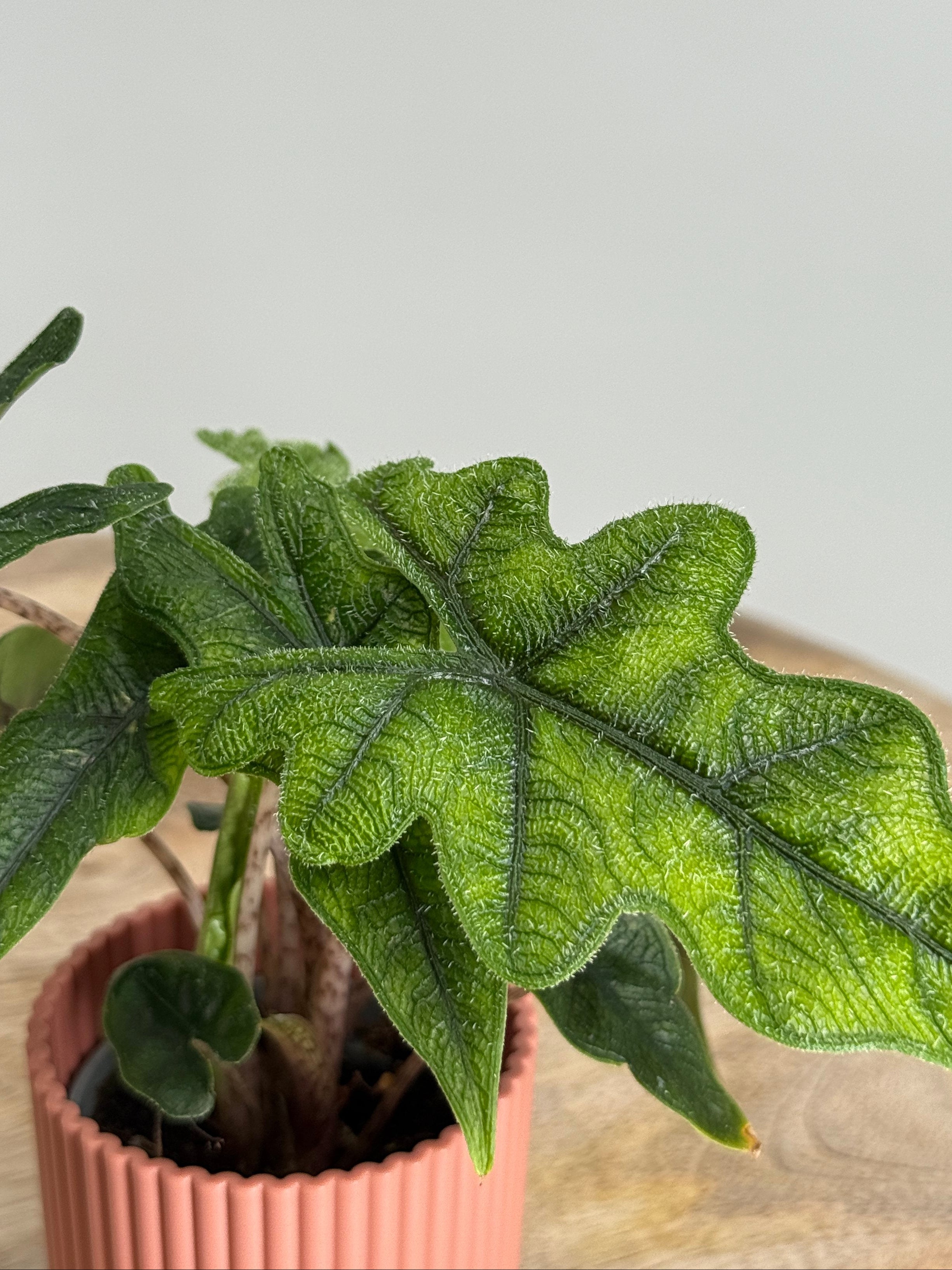 ALOCASIA JACKLYN M6