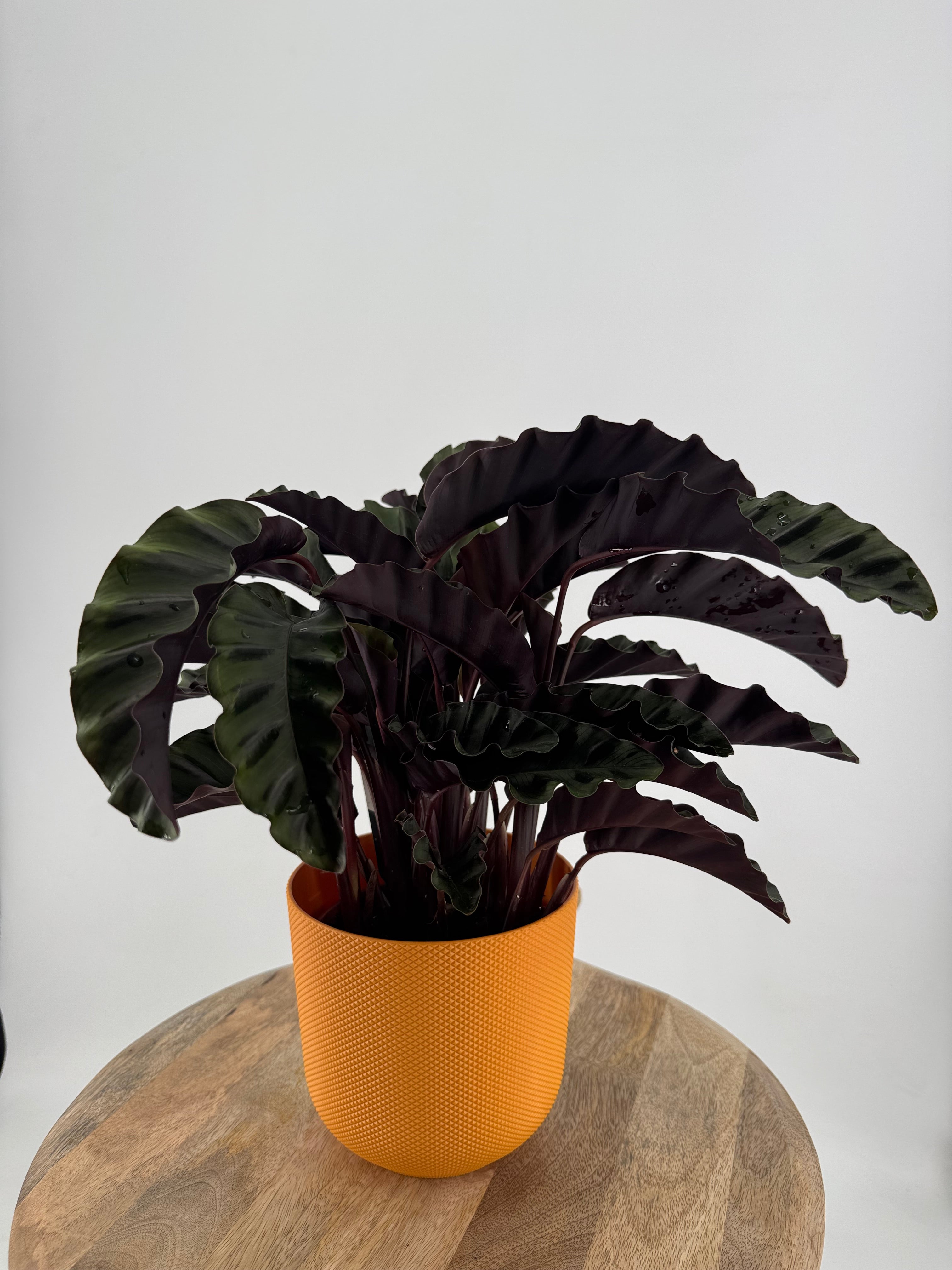 CALATHEA VELVET GLORY M14