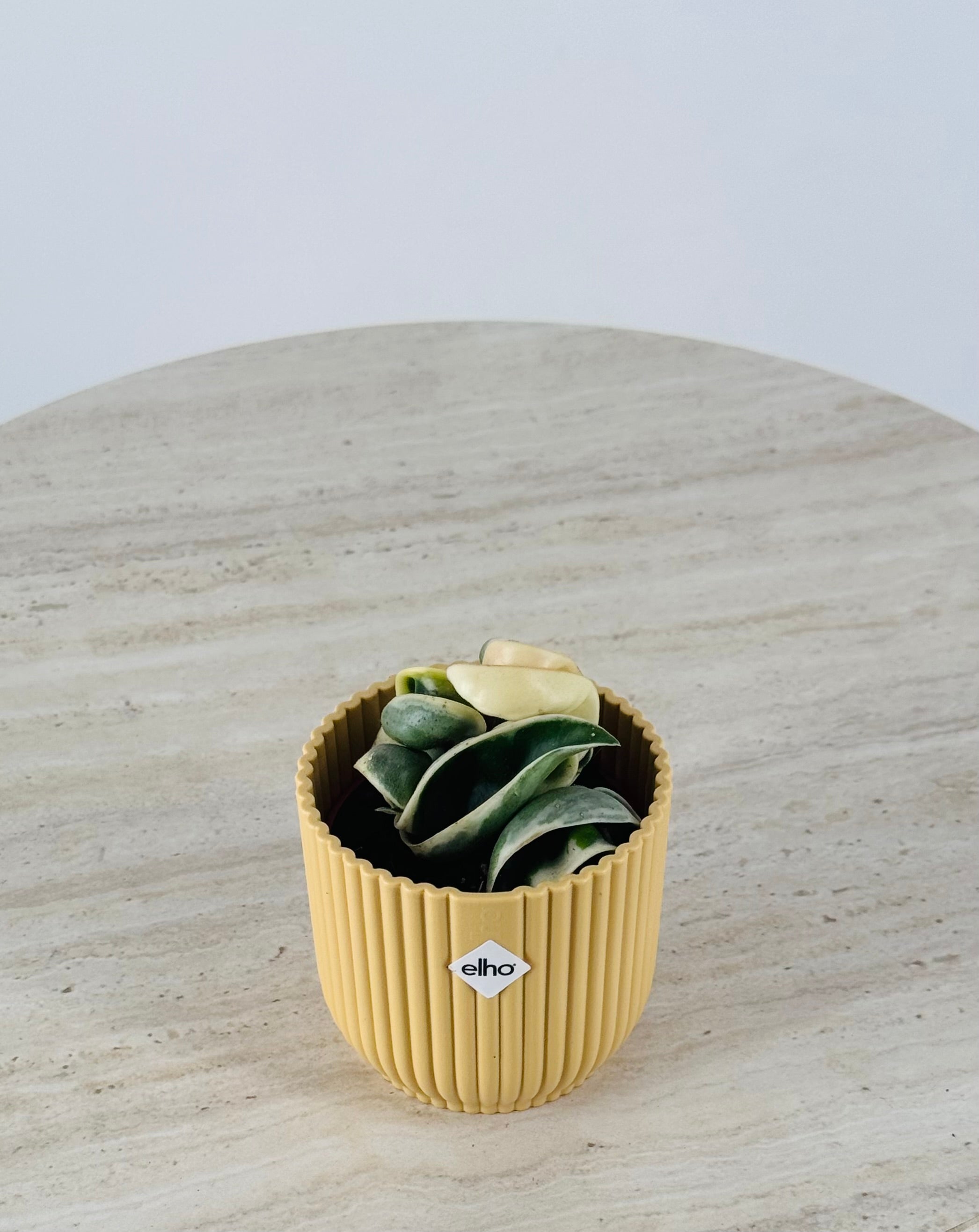 HOYA COMPACTA GREEN M6