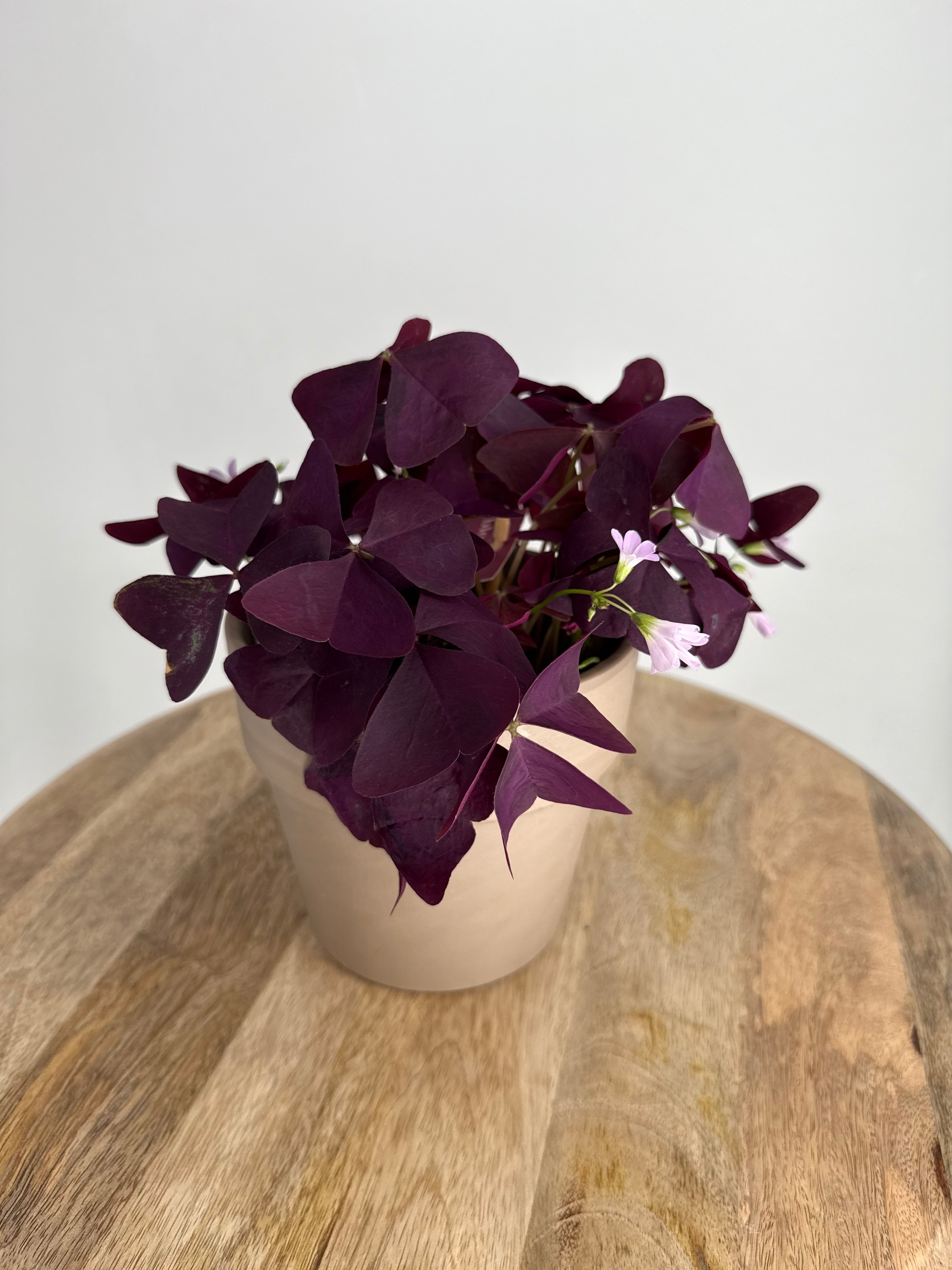 OXALIS MIJKE M12