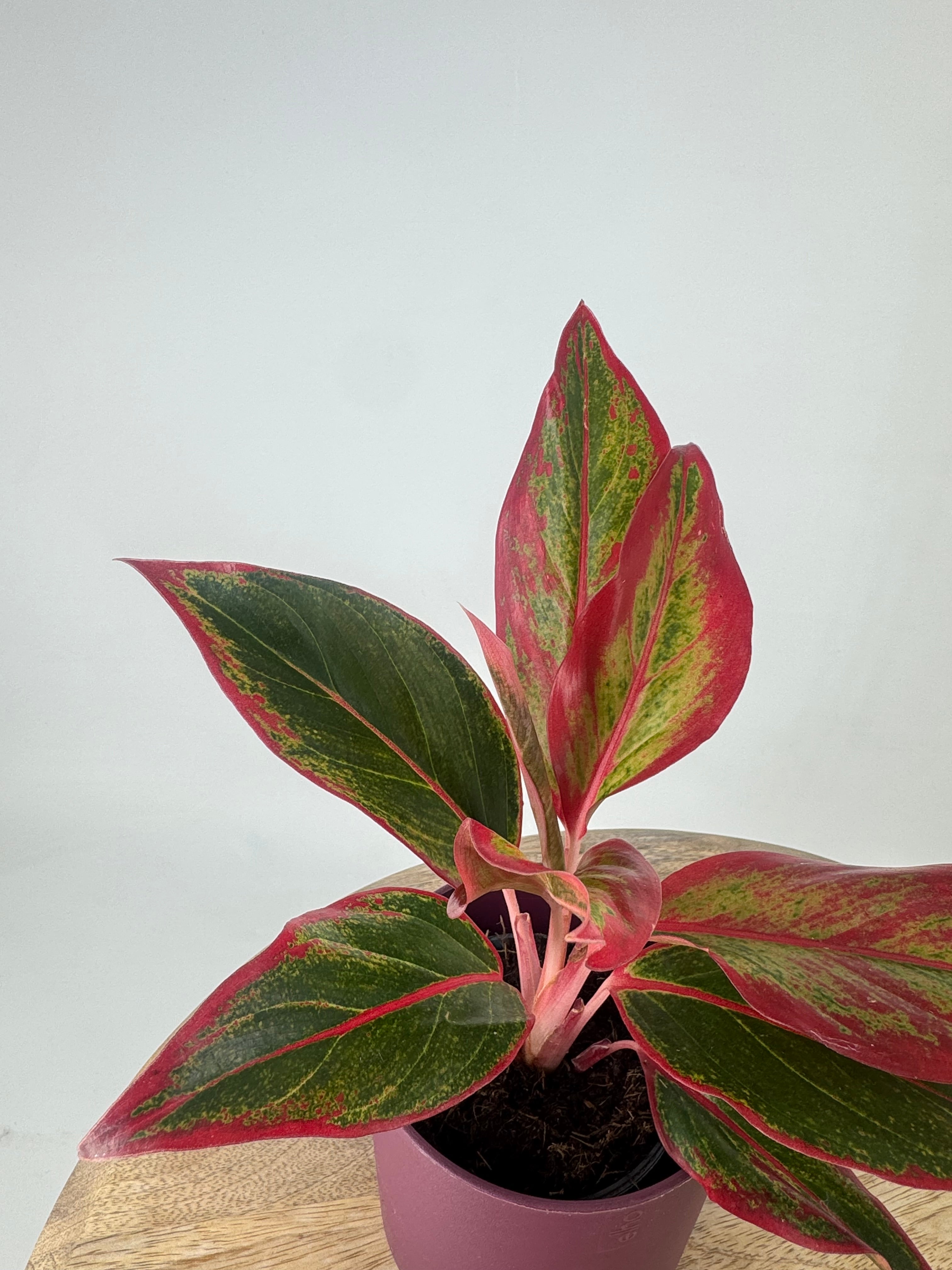 AGLAONEMA RED FIRE M9