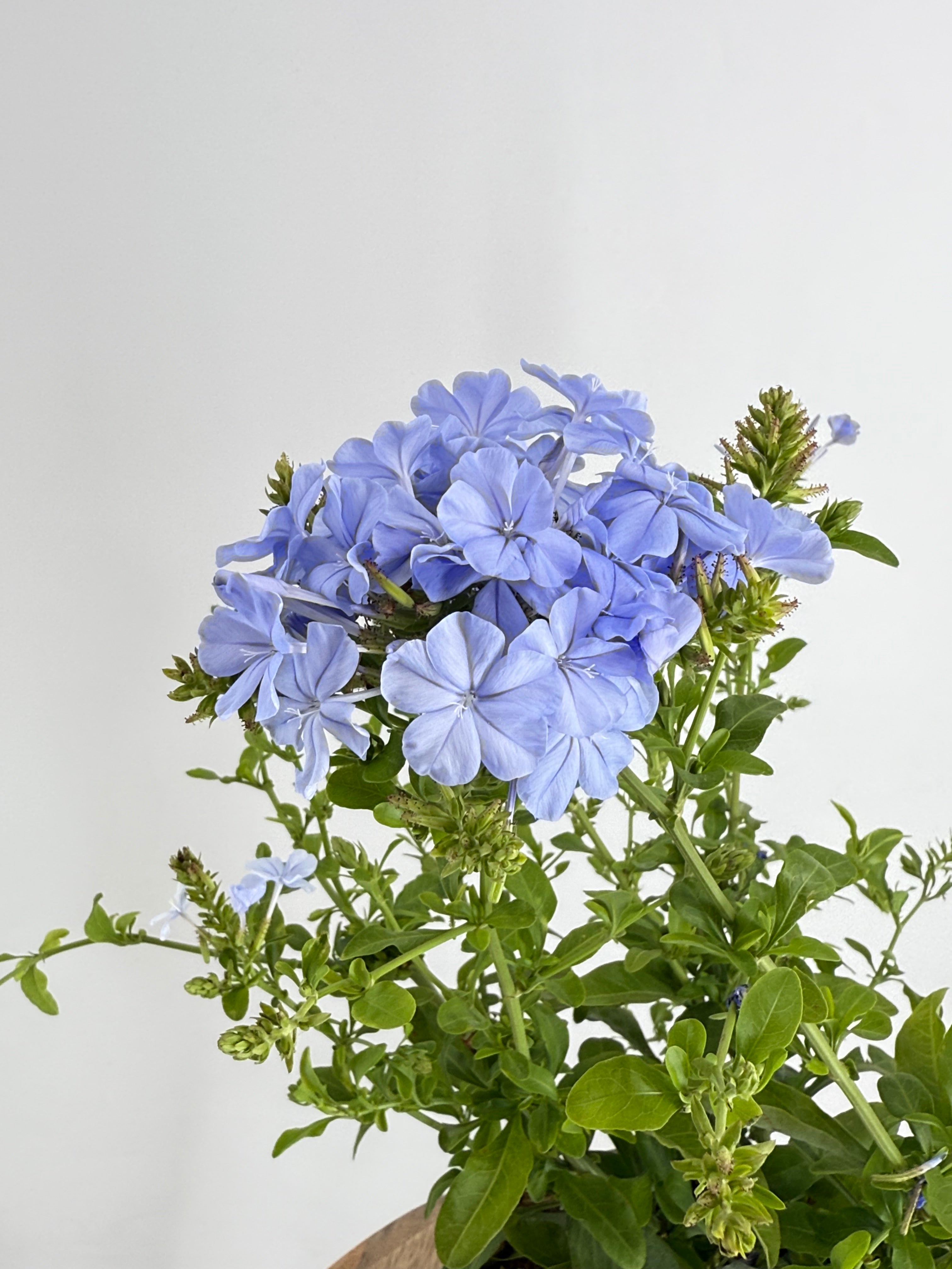 PLUMBAGO AURICULATA 2L