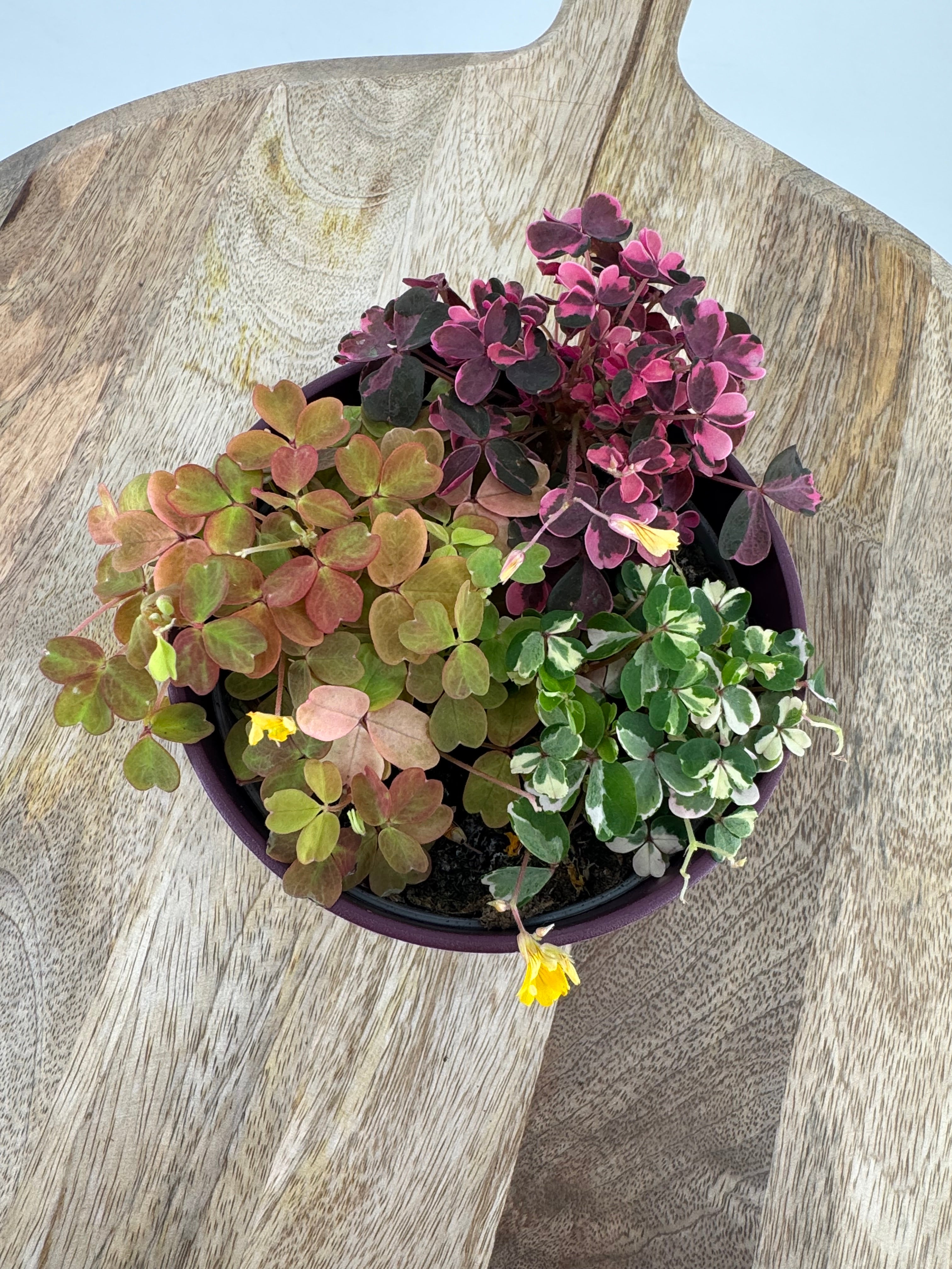 OXALIS CRAZY PLUM M10