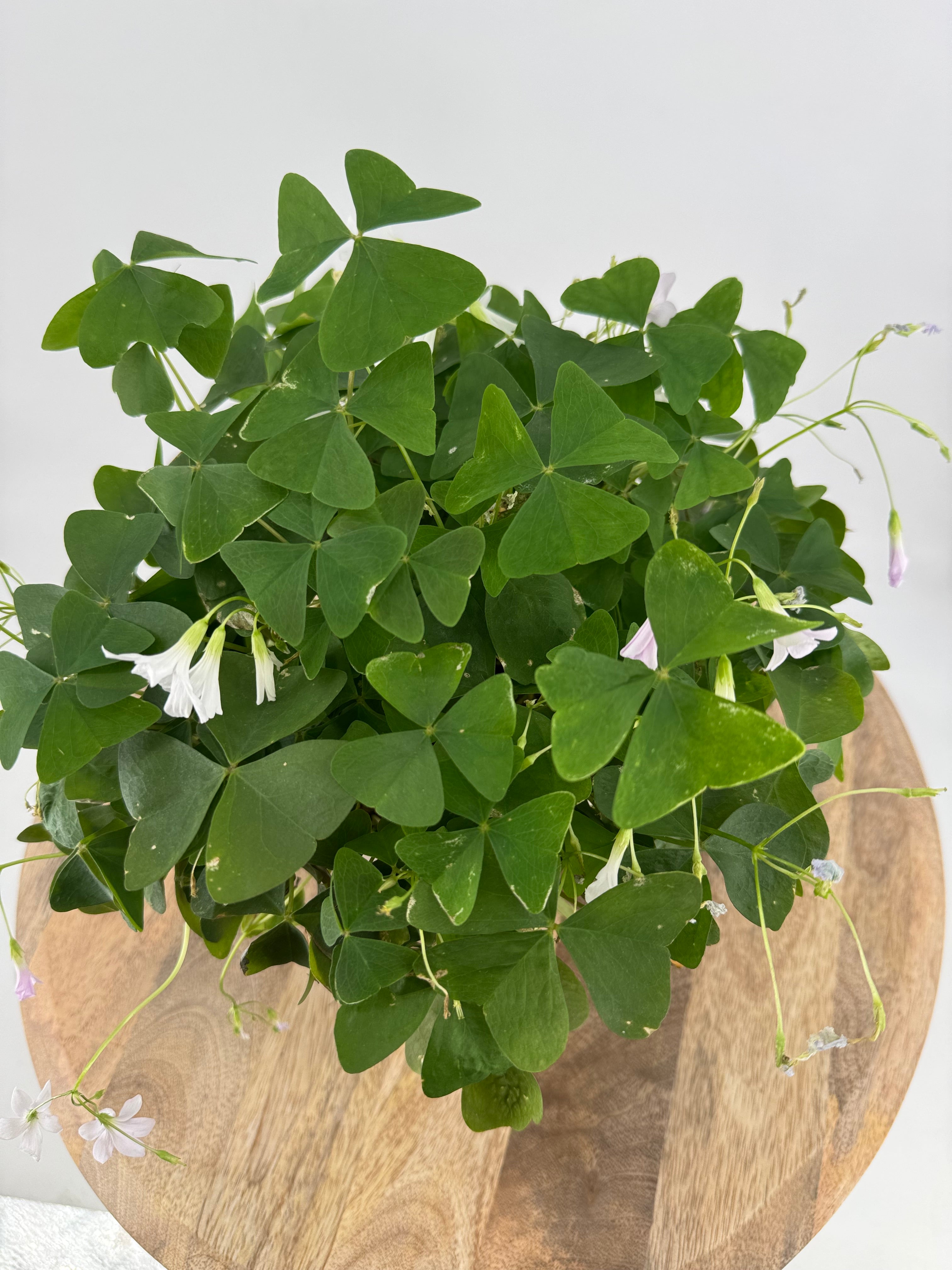 OXALIS IKIGAI PAPILIONACEA M12