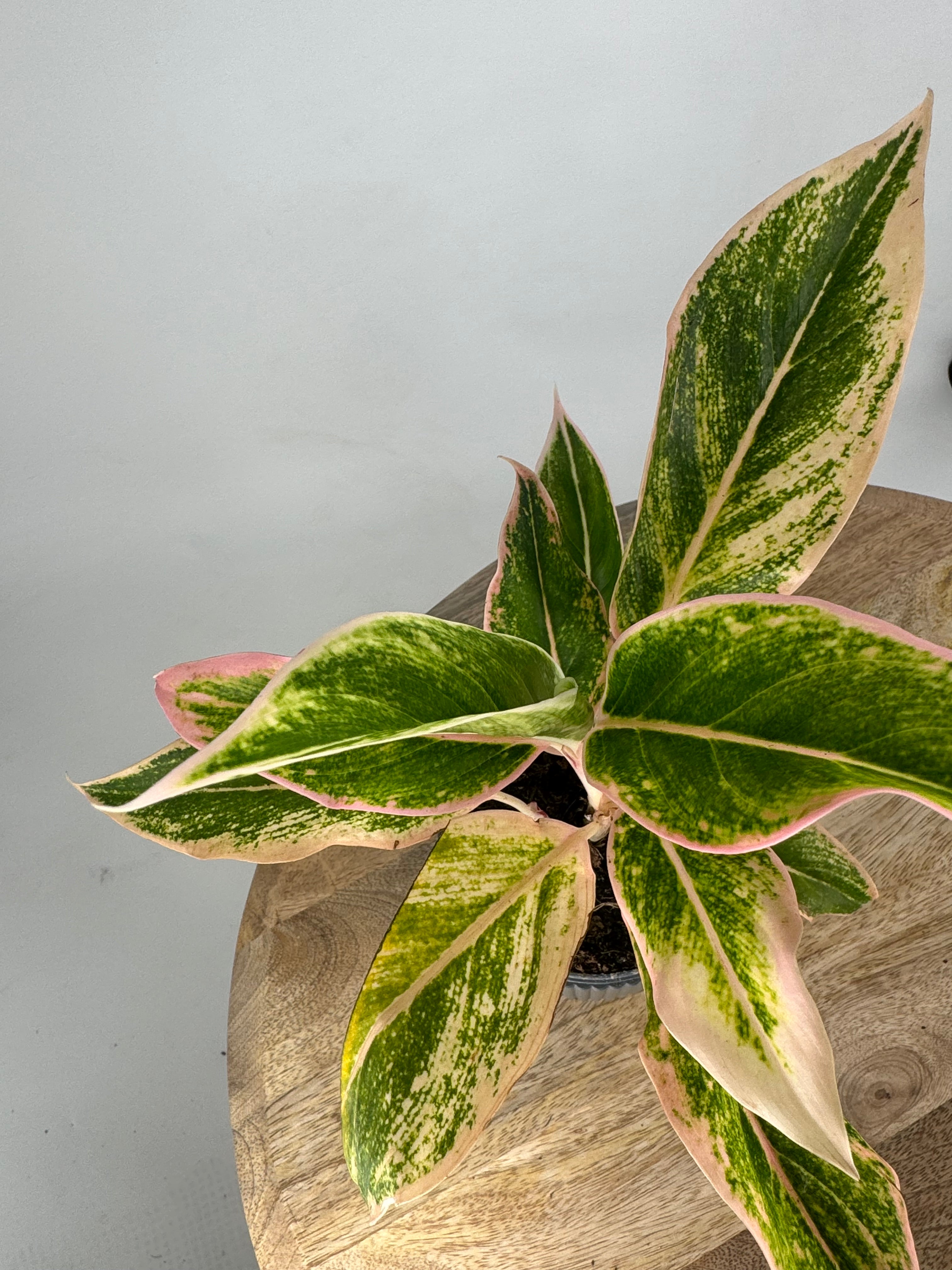 AGLAONEMA PRESTIGE 9CM