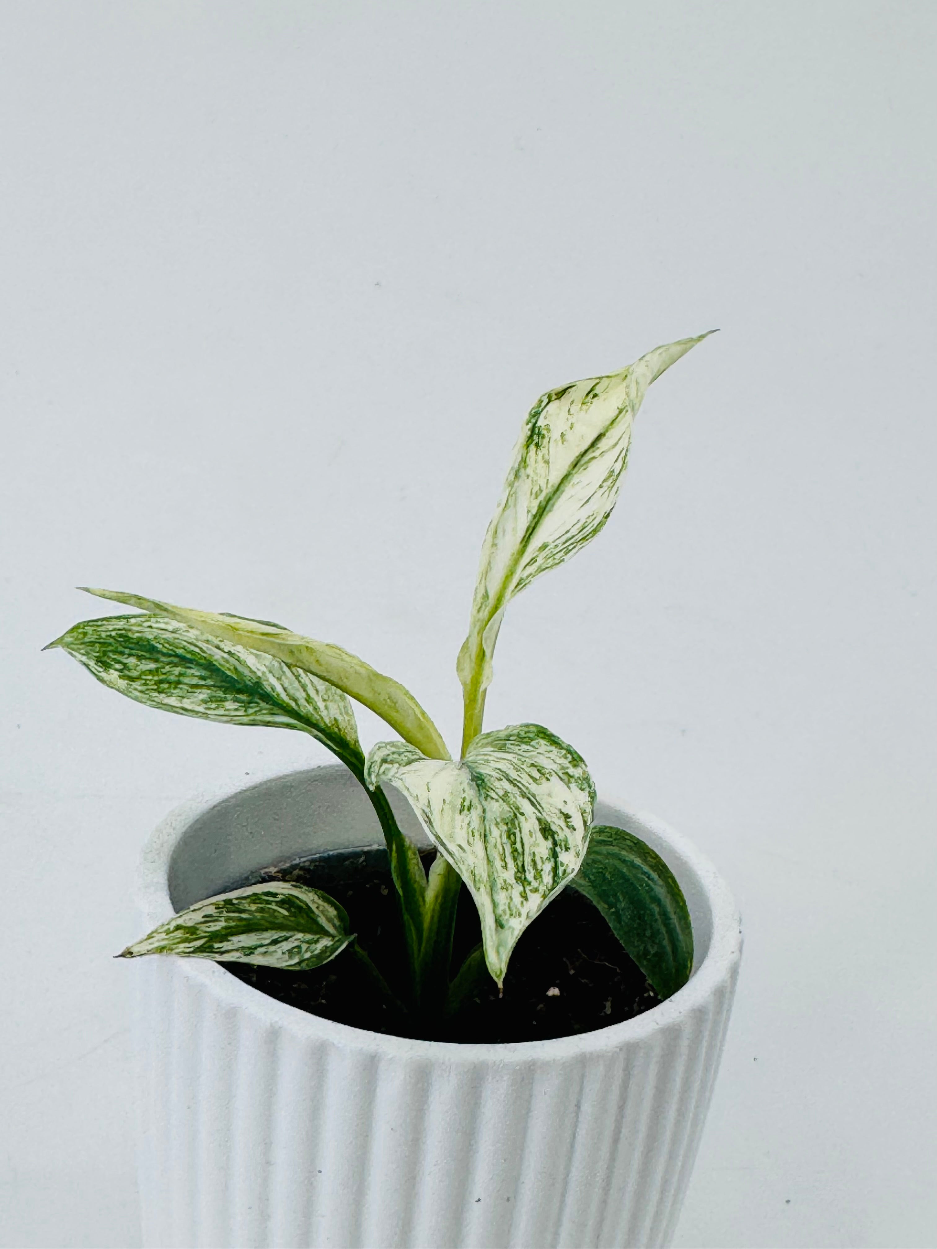 SPATHIPHYLLUM SENSATION VARIEGATA M6