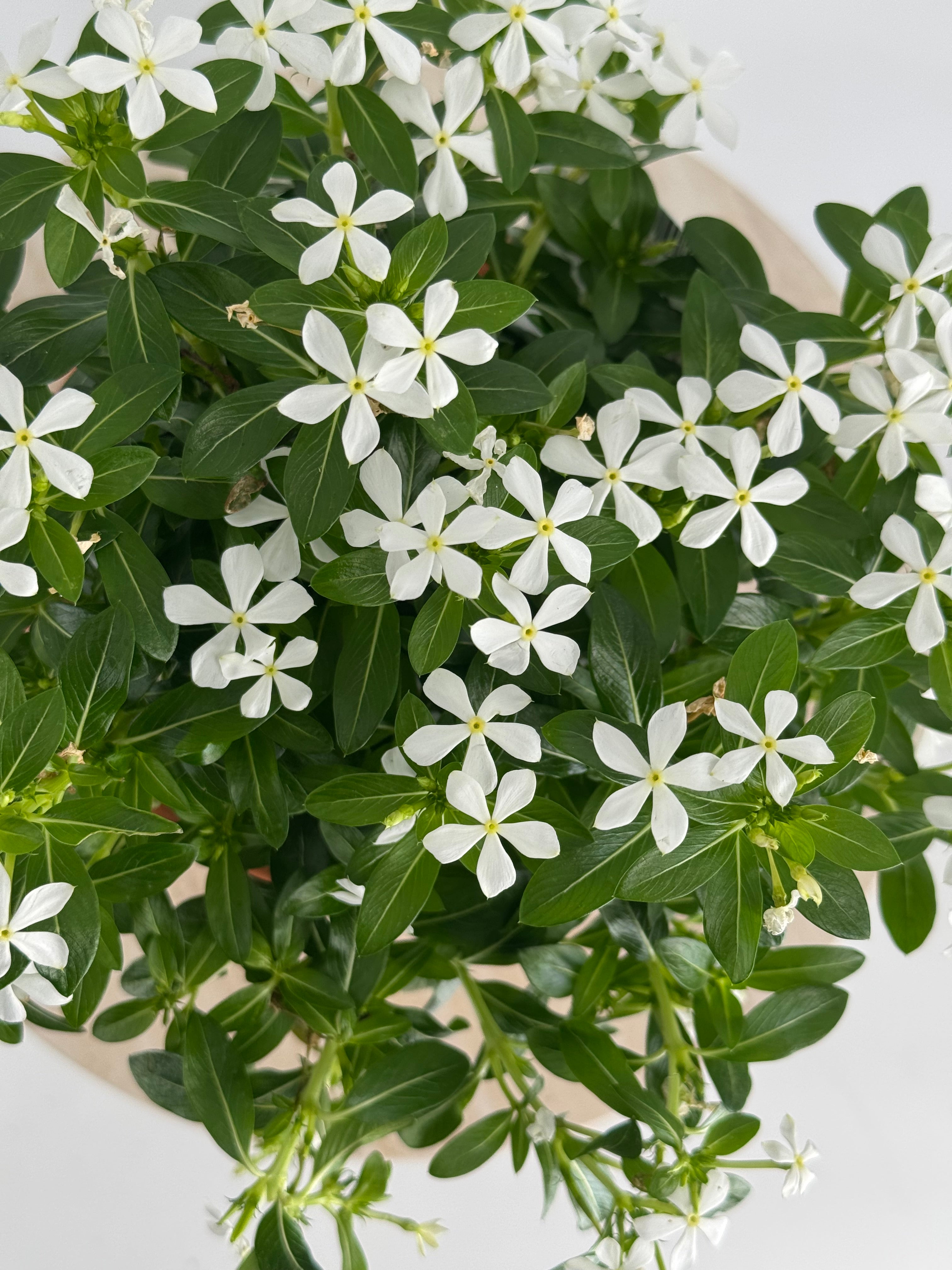 CATHARANTHUS SOIREE M14