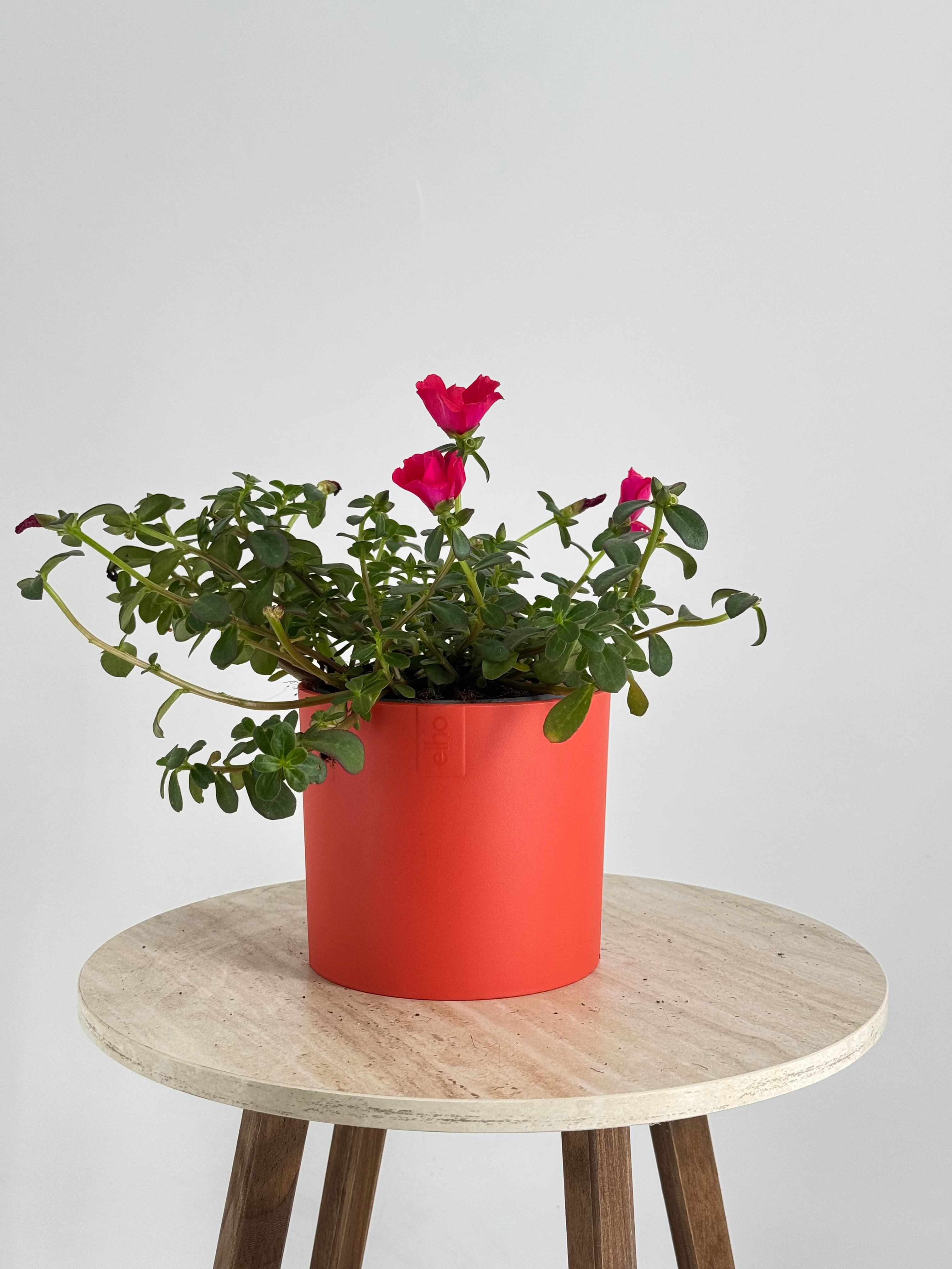 PORTULACA GRANDIFLORA M13