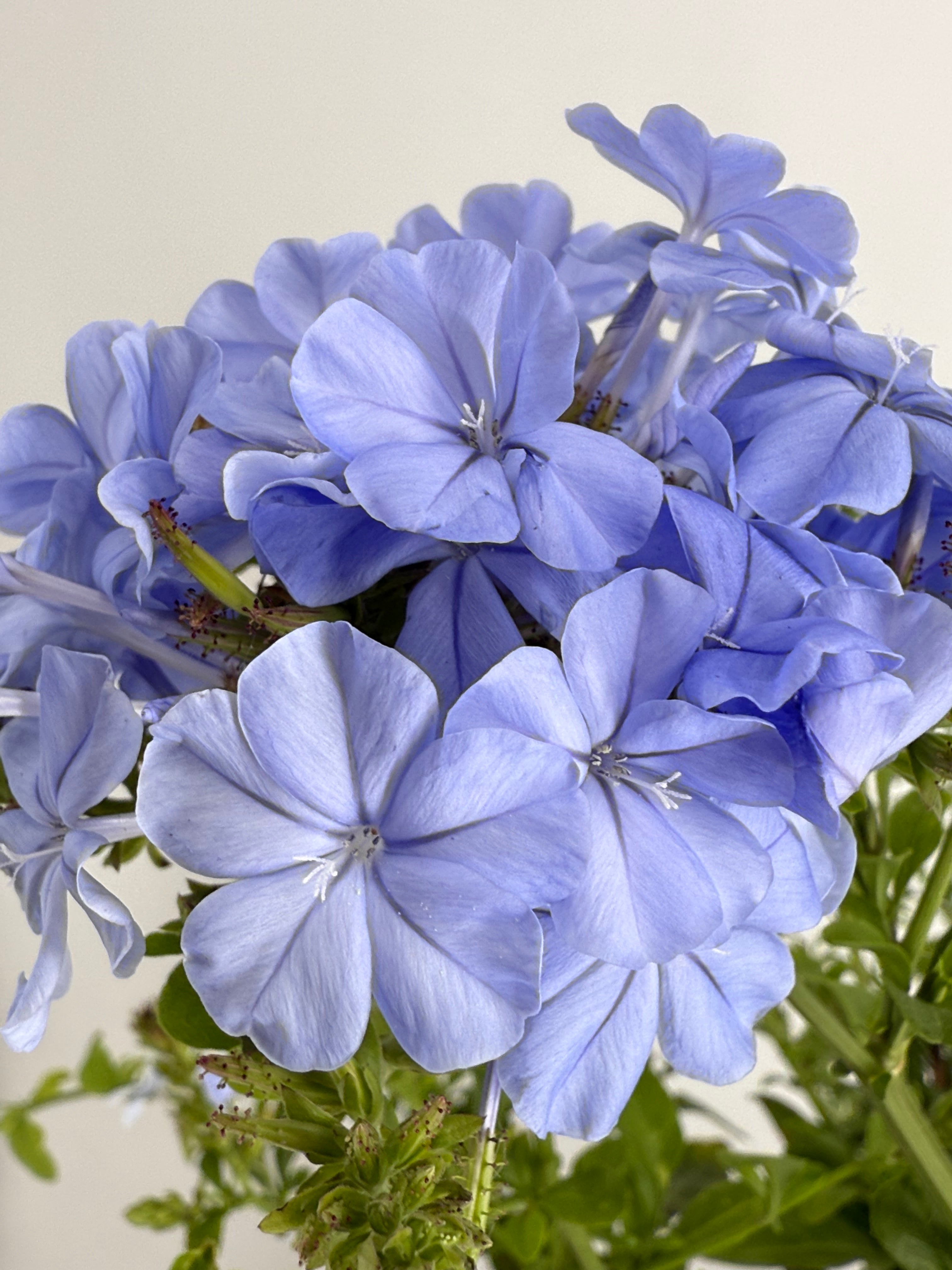 PLUMBAGO AURICULATA 2L