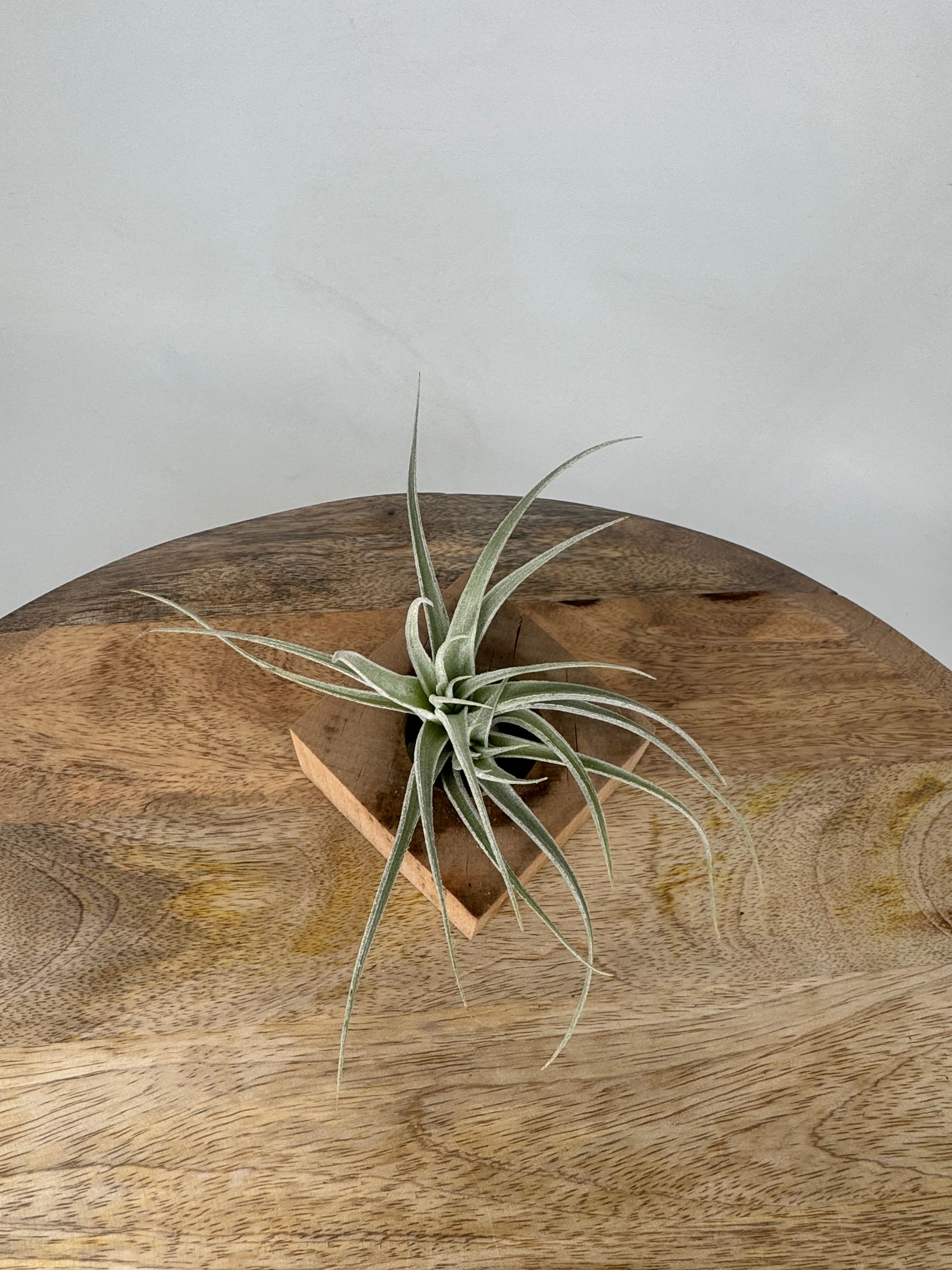 TILLANDSIA MIX