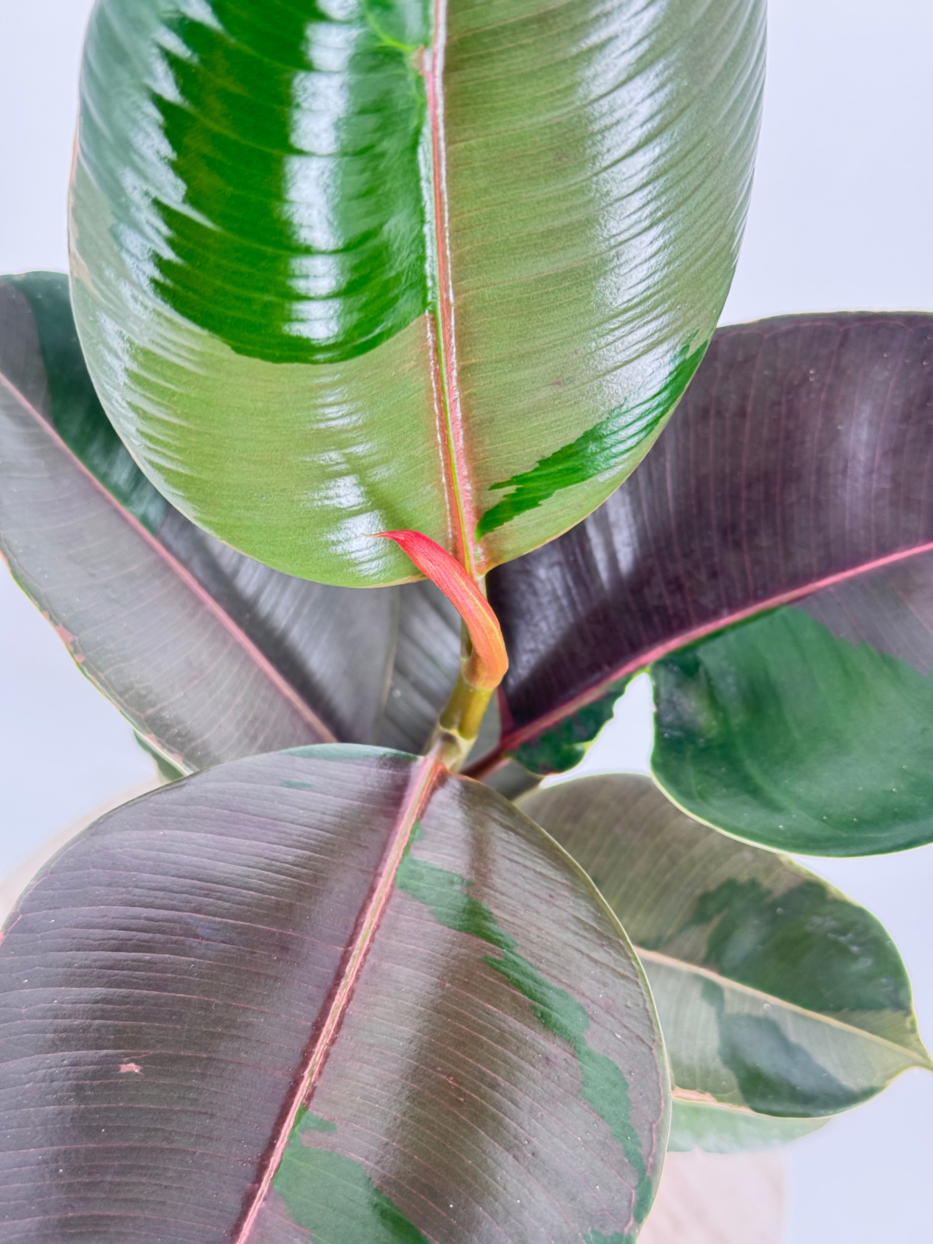 FICUS ELASTICA MIX M14