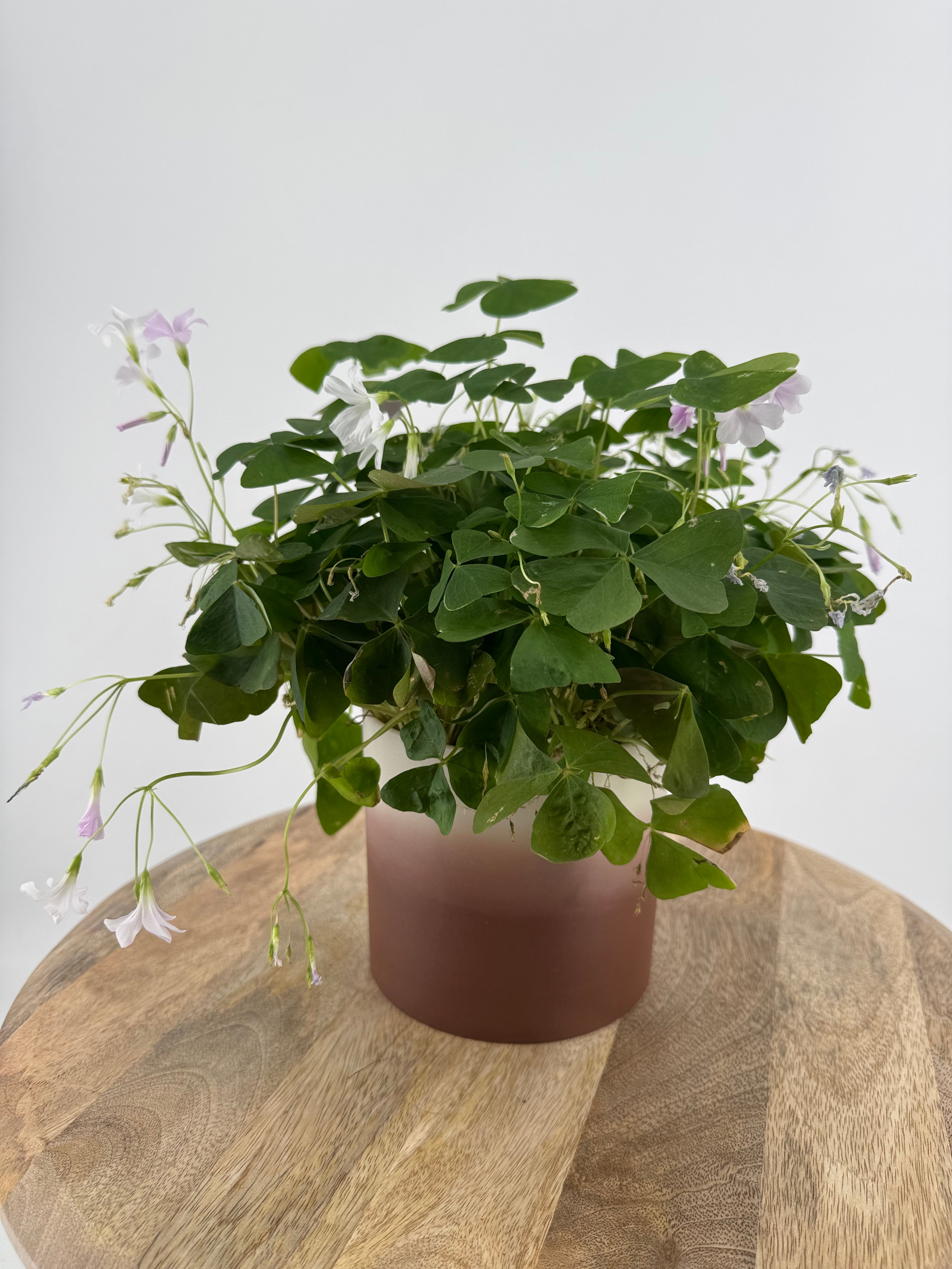 OXALIS IKIGAI PAPILIONACEA M12